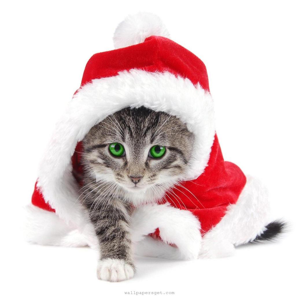 Free Christmas Wallpaper with Cats
