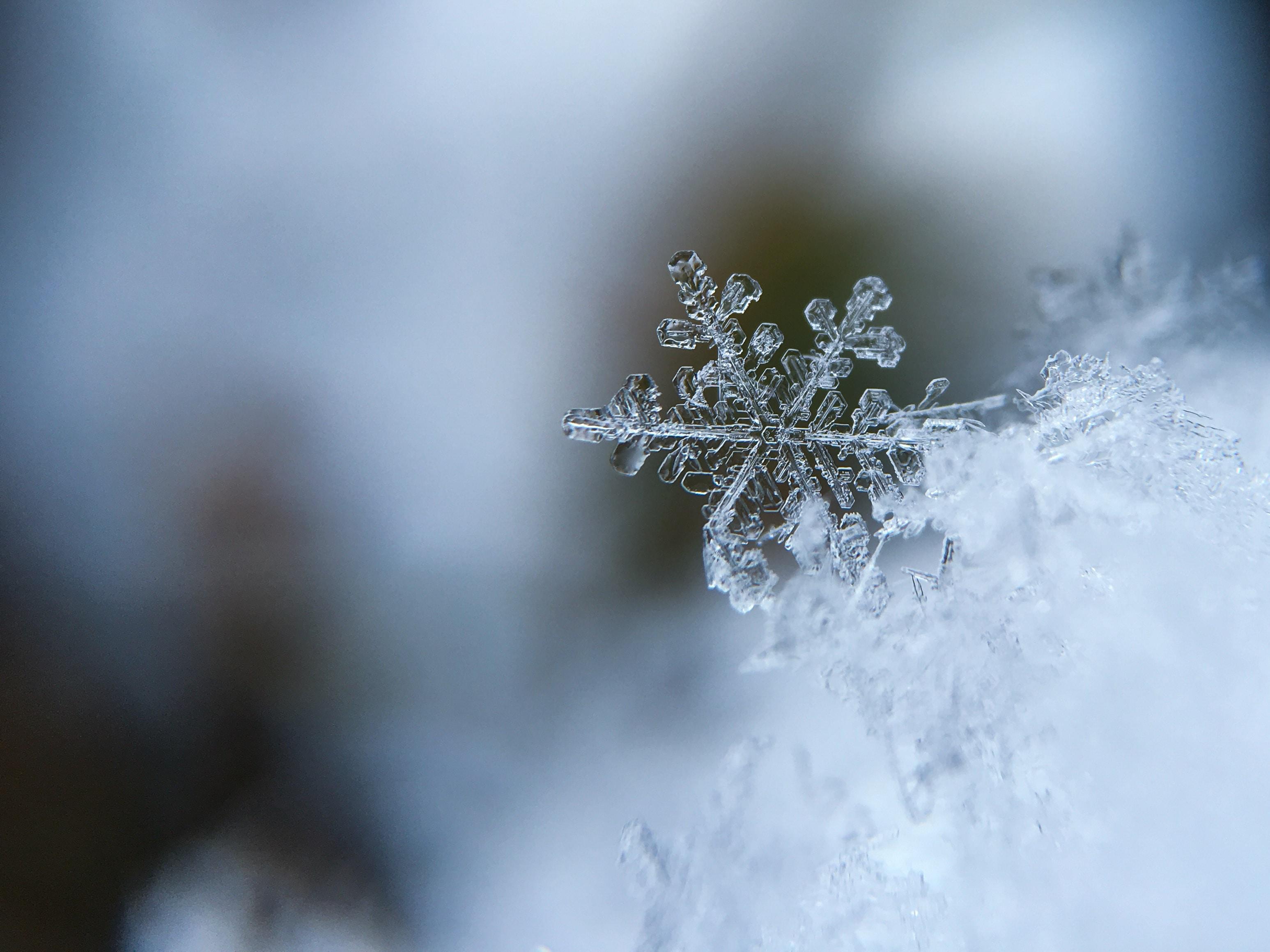 focused photo of a snow flake photo