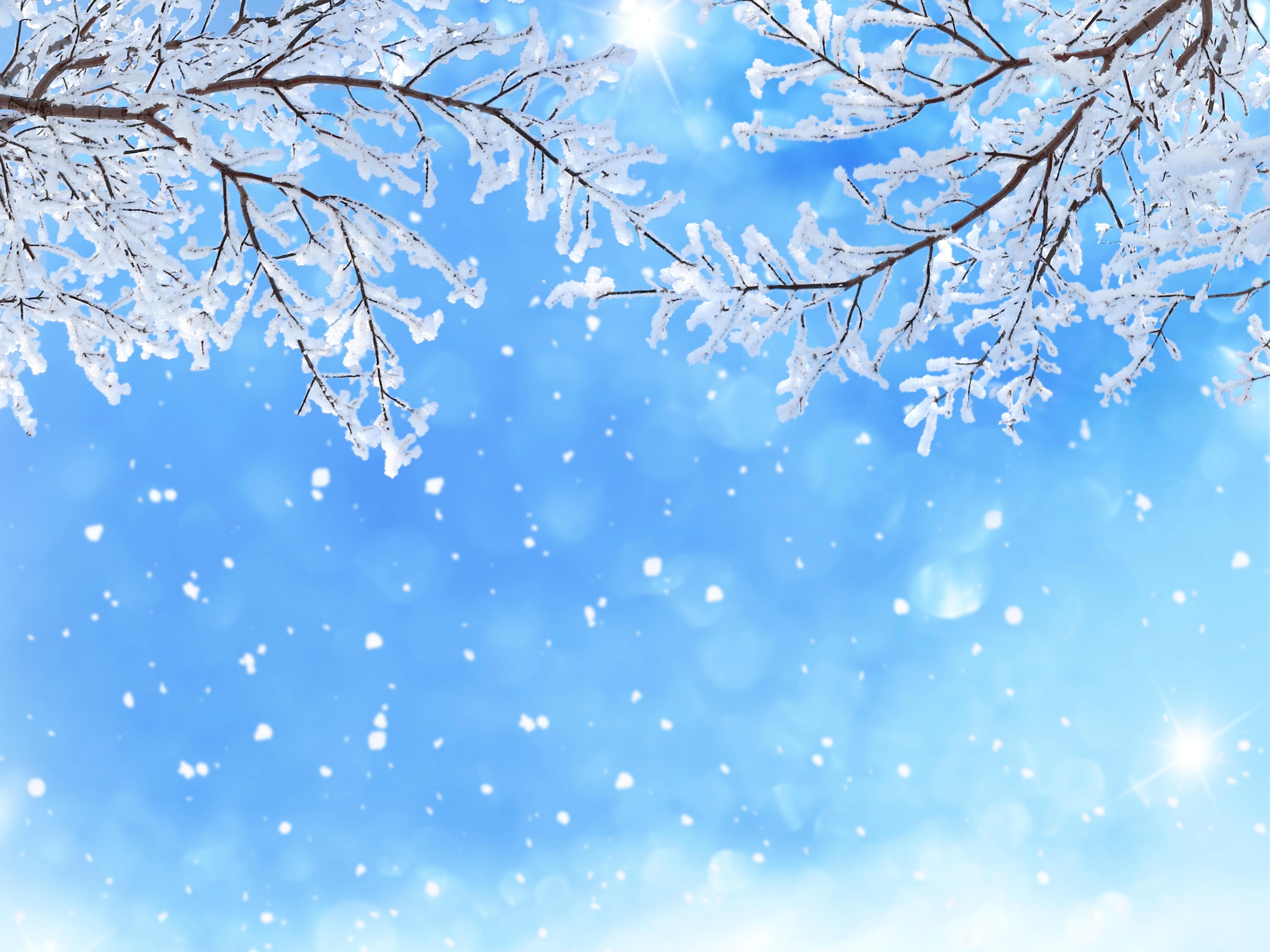 Winter Branches in the Snow 5k Retina Ultra HD Wallpaper