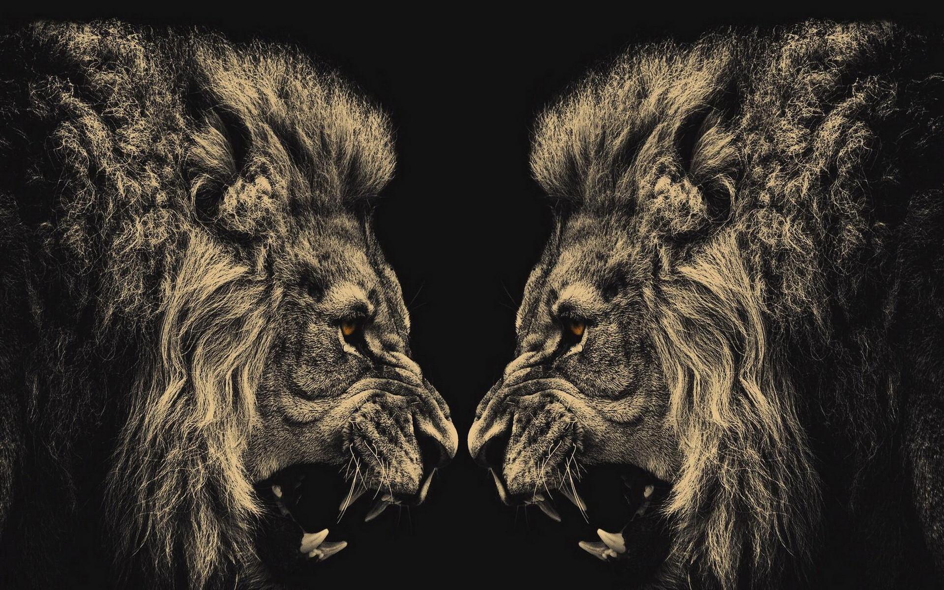 Black Lion HD Wallpaper