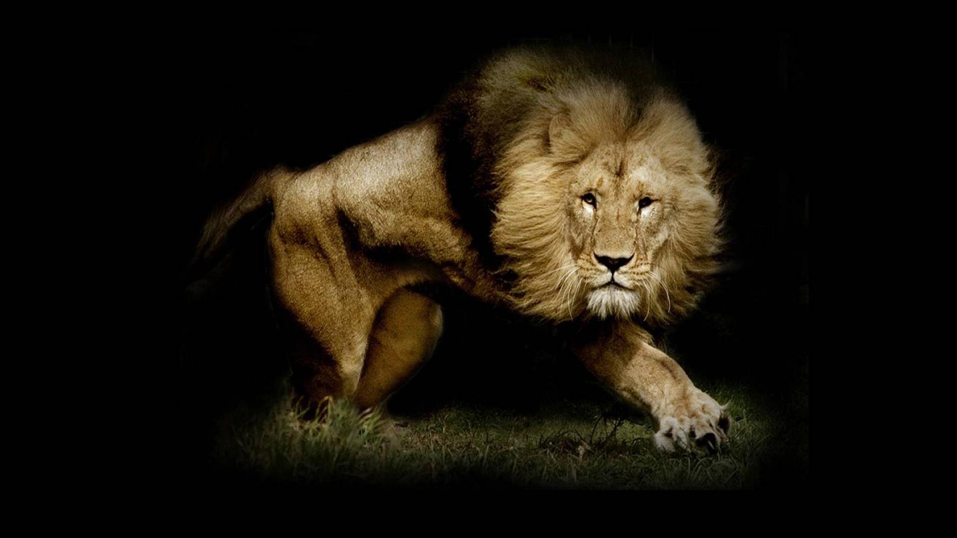 Lion 1080p Wallpaper