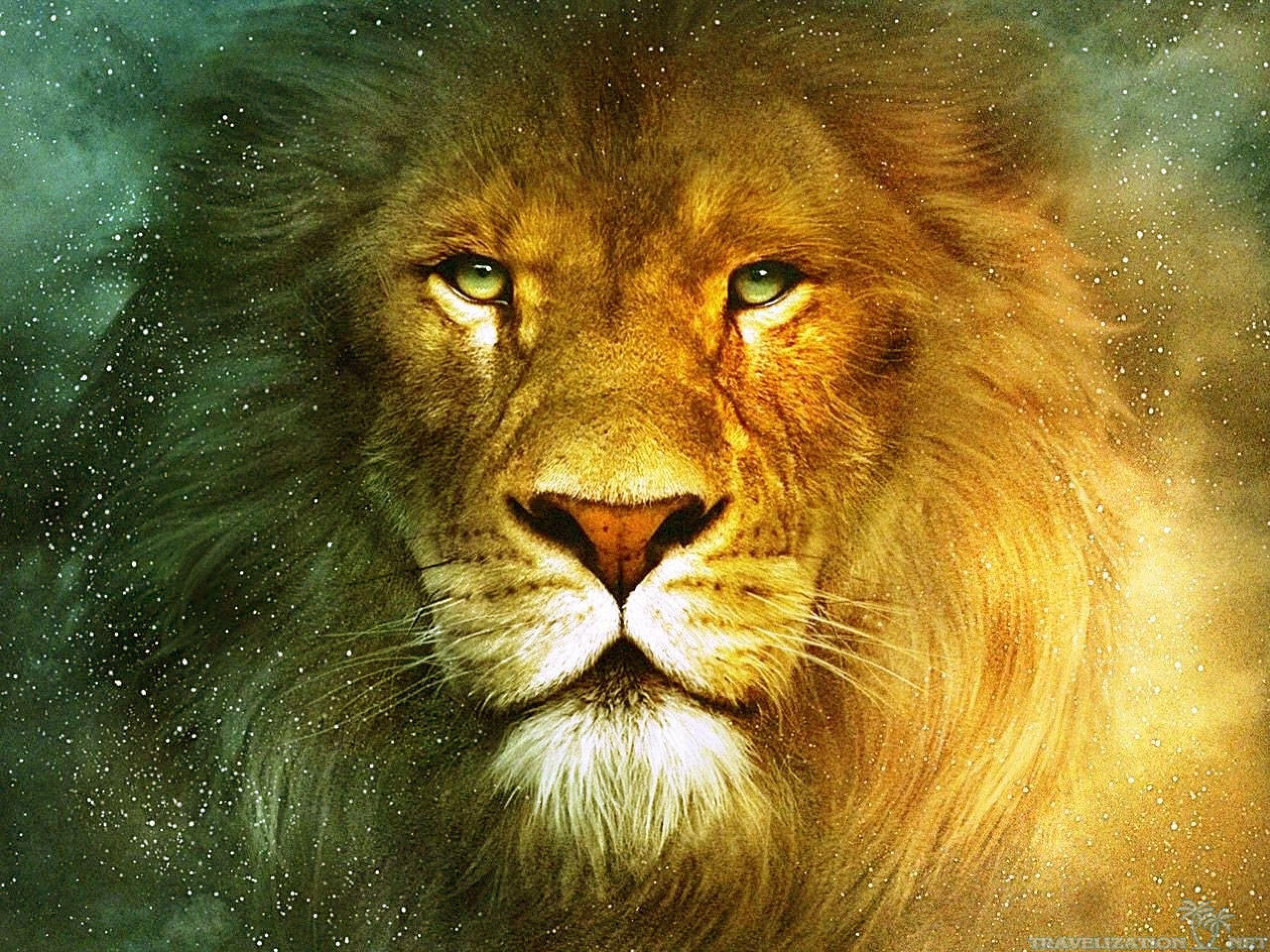 Truly Beautiful Lion Wallpaper Image Download Hd, HD