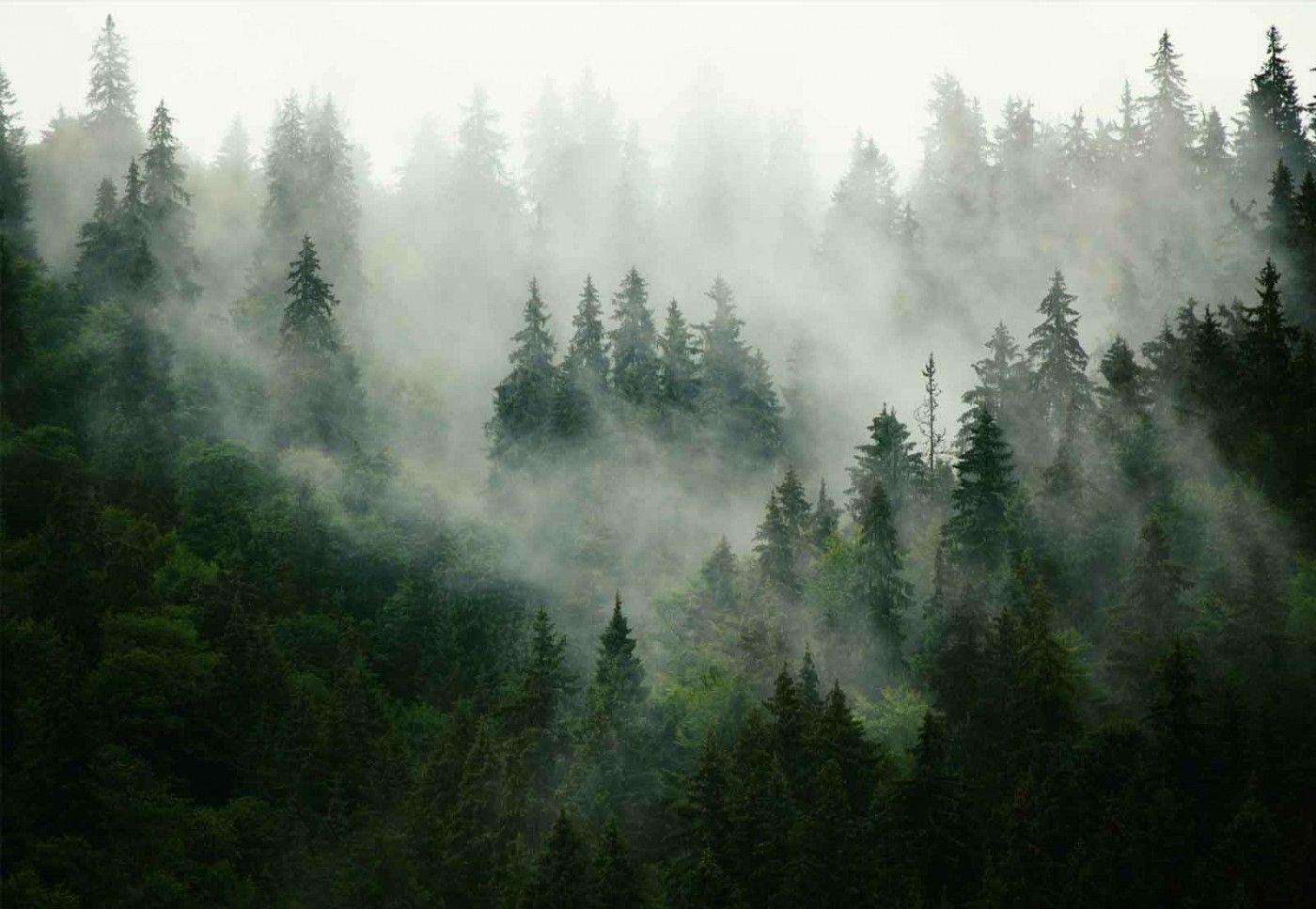Fotowalls. Misty Forest. Misty forest, Foggy