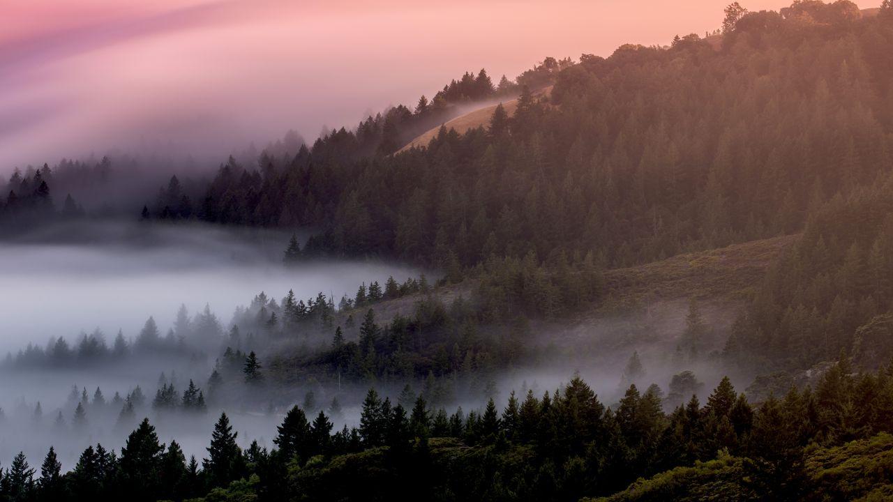 Wallpaper Forest, Morning, Foggy, Misty, Mountain, Blue hour