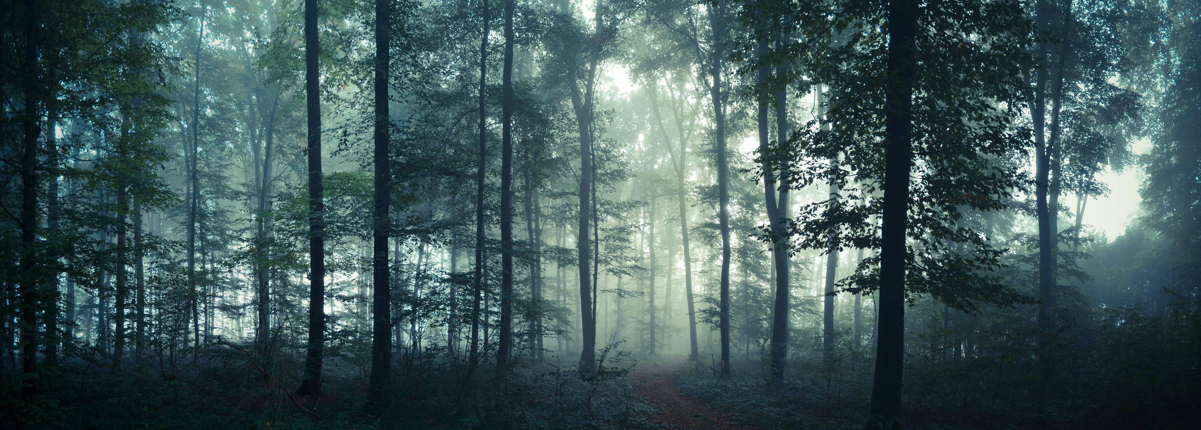 Misty Morning in Swiss Wodds [3848x1378]