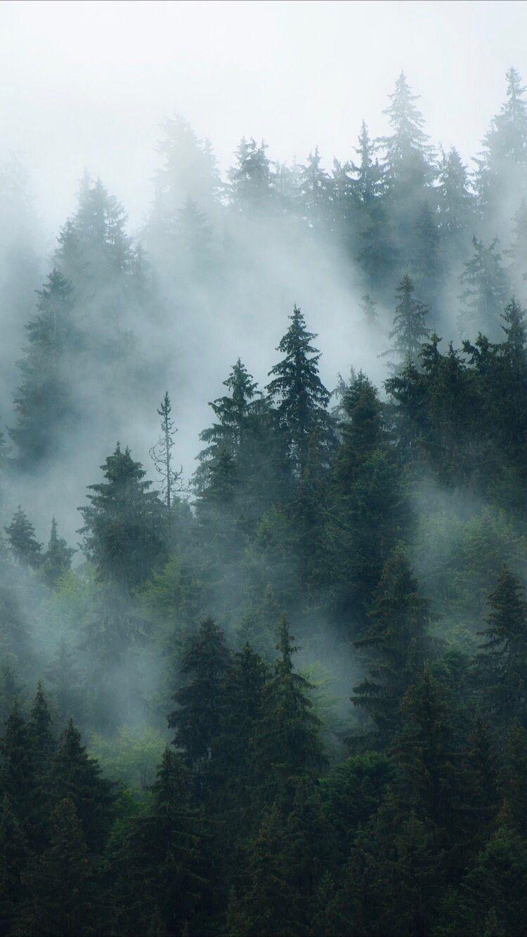 Foggy forest wallpaper for your iPhone XS Max from Everpix