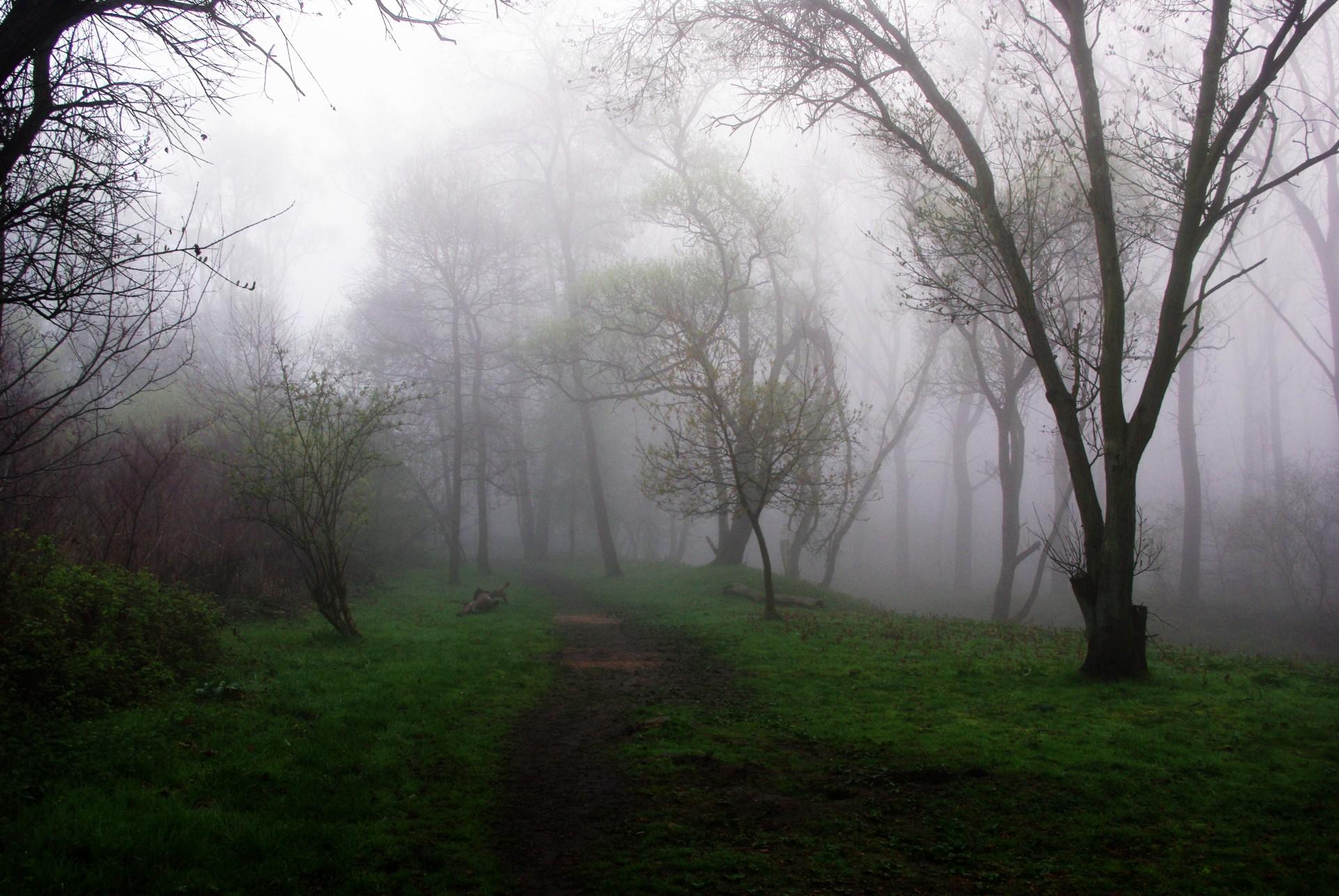 Forest, path, nature, trees, fog
