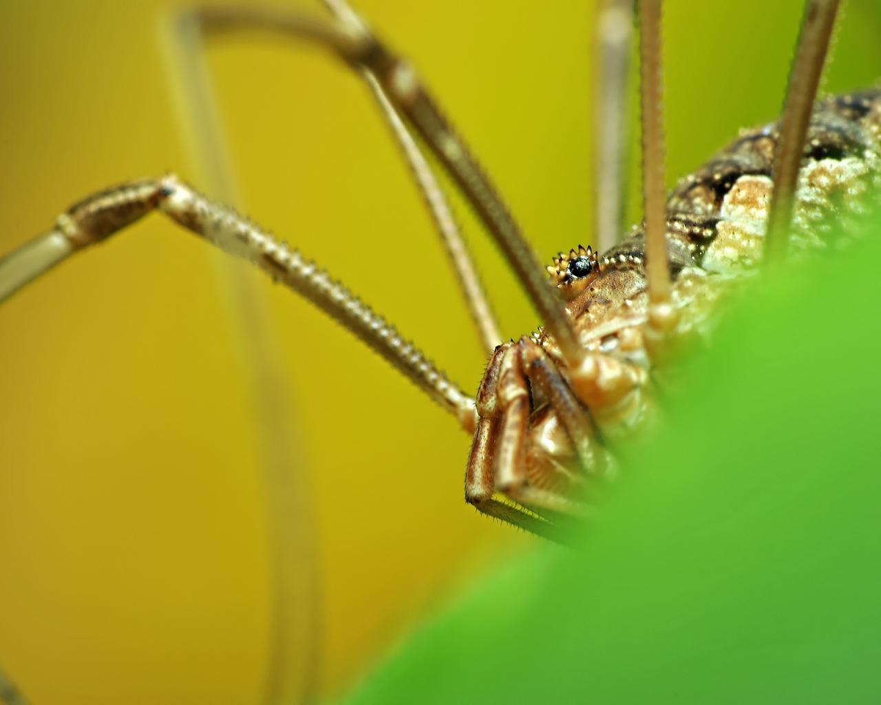 Download wallpaper 1280x1024 spider, legs, insect, grass