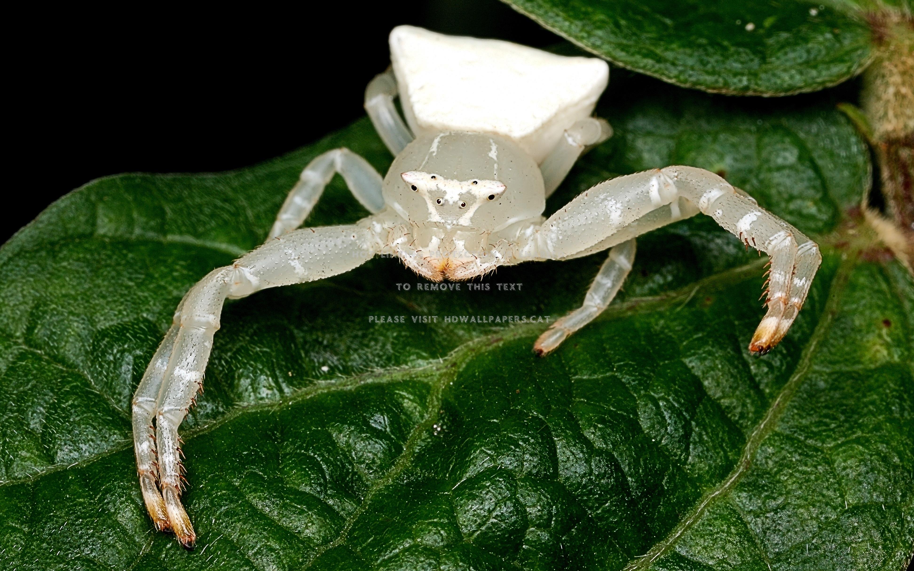 white crab spider leafs arachnids nature