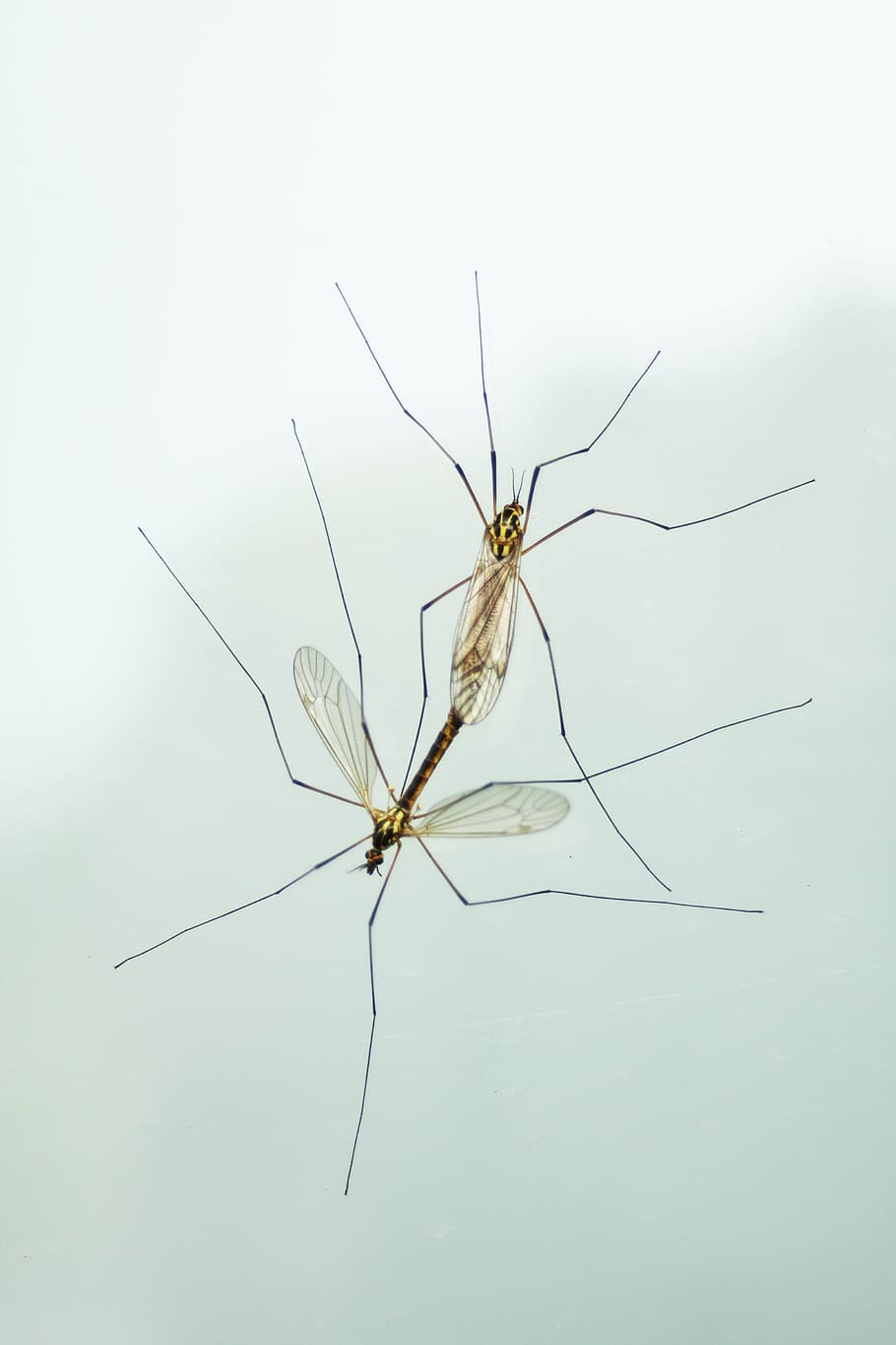Close up shot of mosquito 1080P, 2K, 4K, 5K HD wallpaper