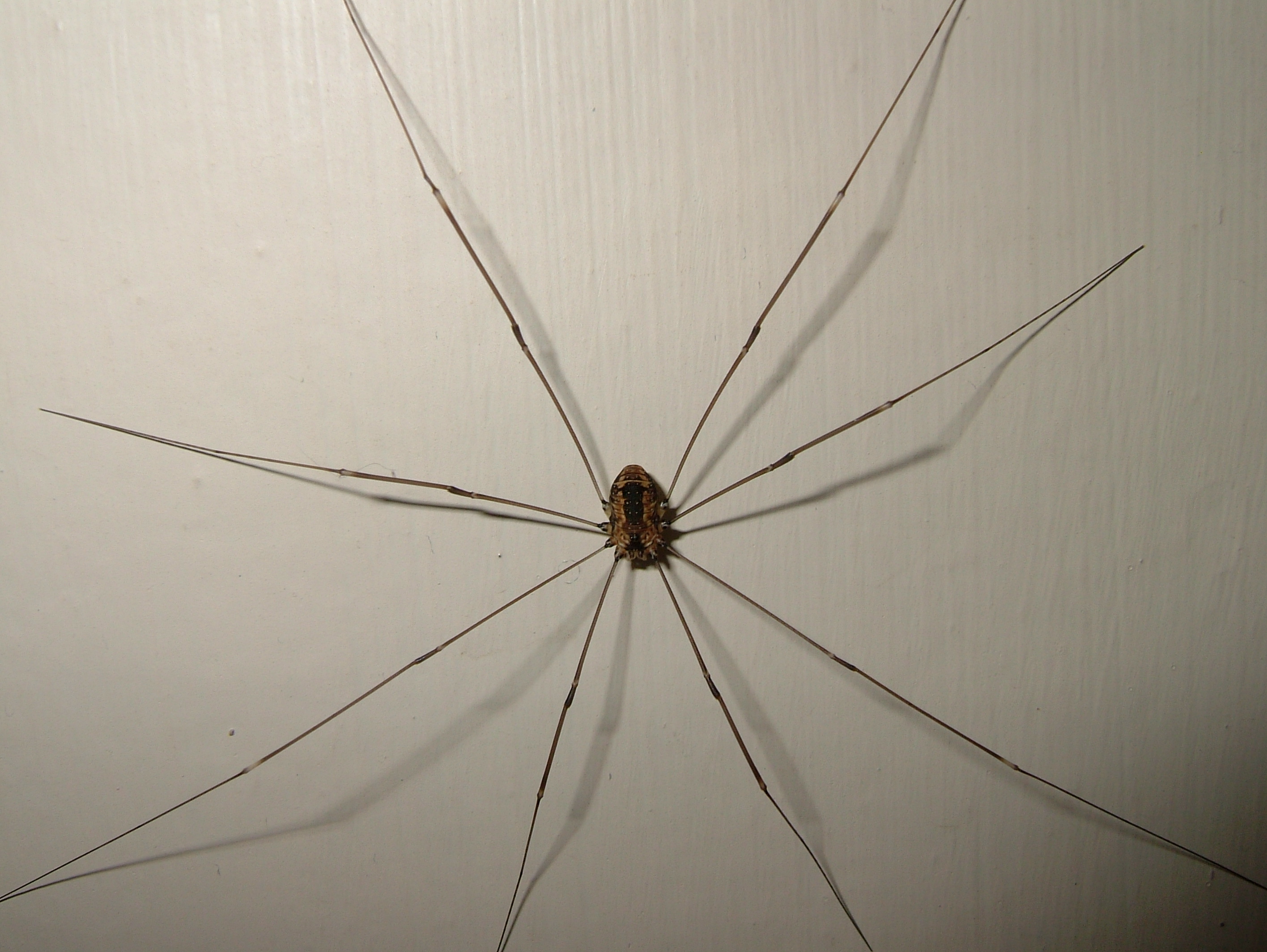 Daddy Long Legs Spider (Harvestman)