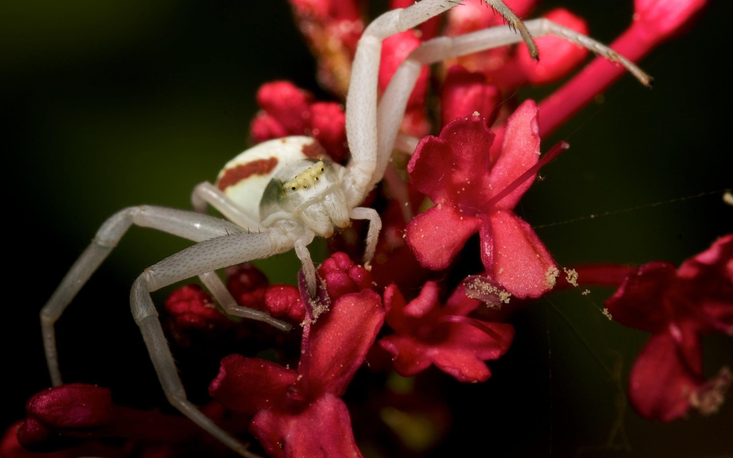 White crab spider perched on red petaled flower in closeup