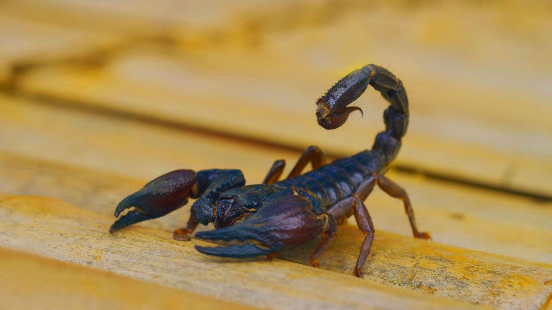 hd pics photo stunning attractive scorpion insects macro