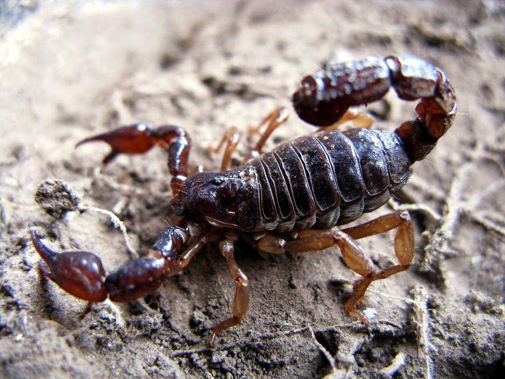 colorful scorpions animals Google. Animal