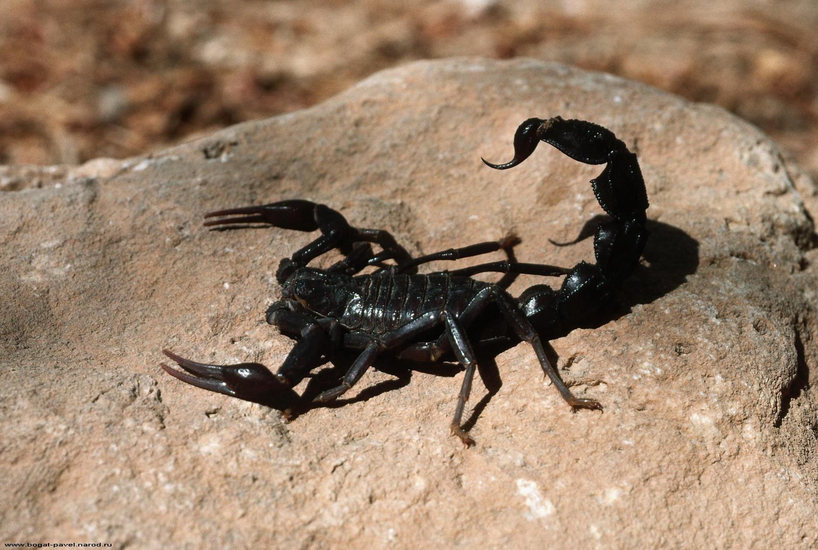 image Insects Scorpions Animals