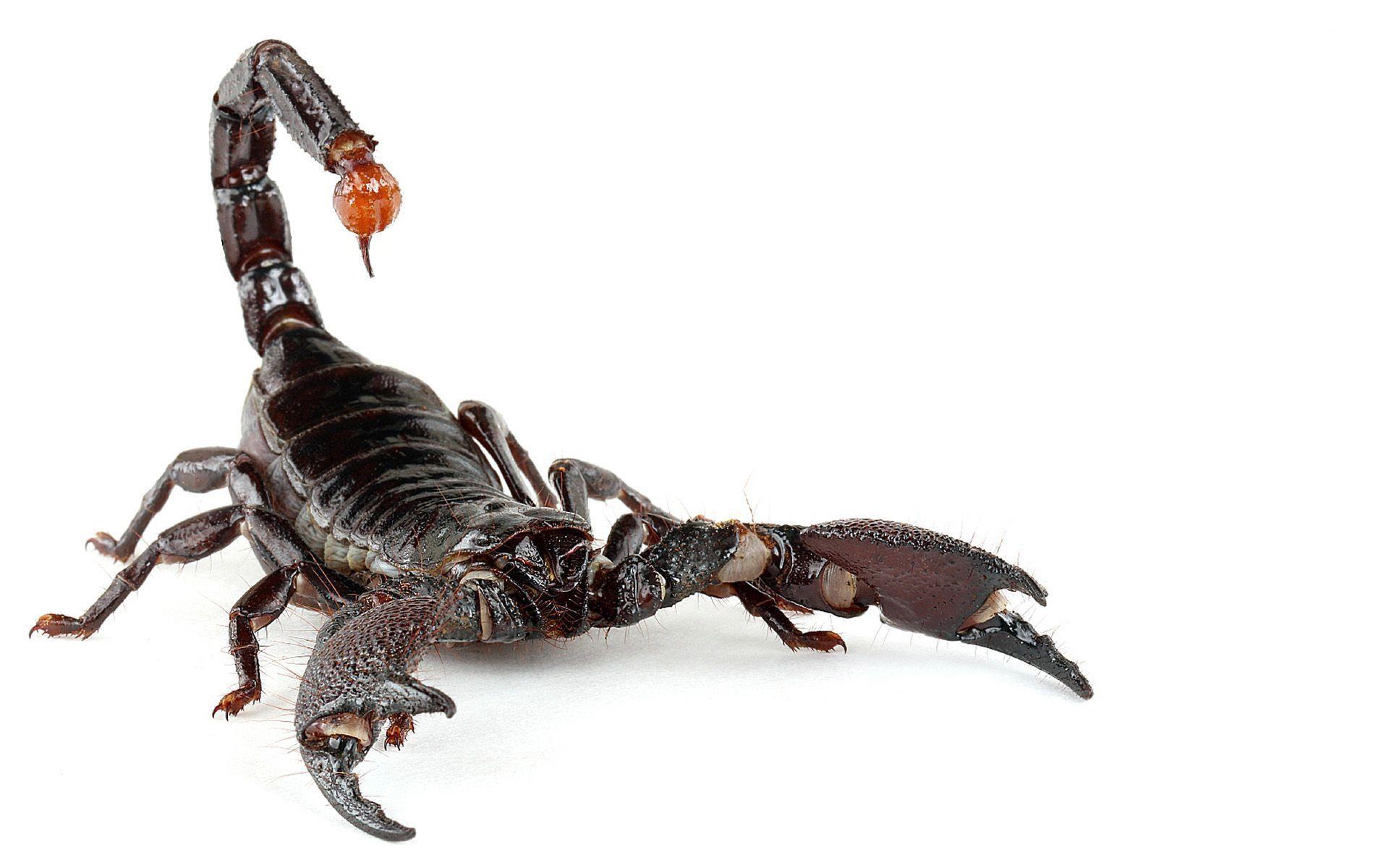 Scorpion HD Image. Scorpion image, Scorpion, Animal wallpaper