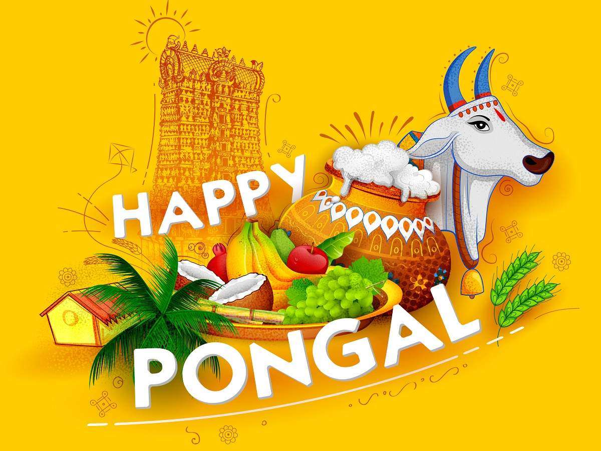 When is Pongal 2019? How it is celebrated? Date, Time