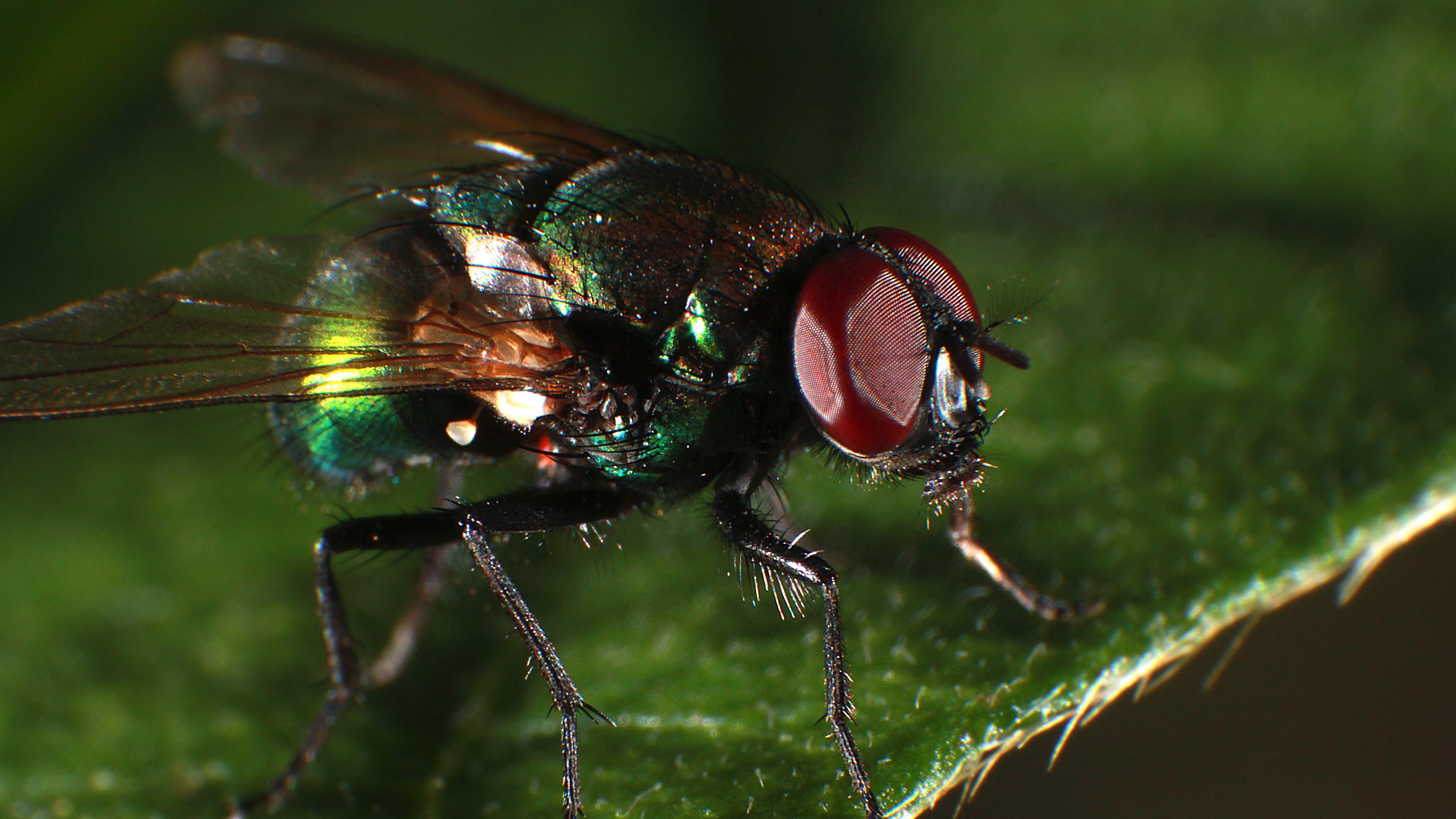 Wallpaper Fly macro photography, insect 5120x2880 UHD 5K