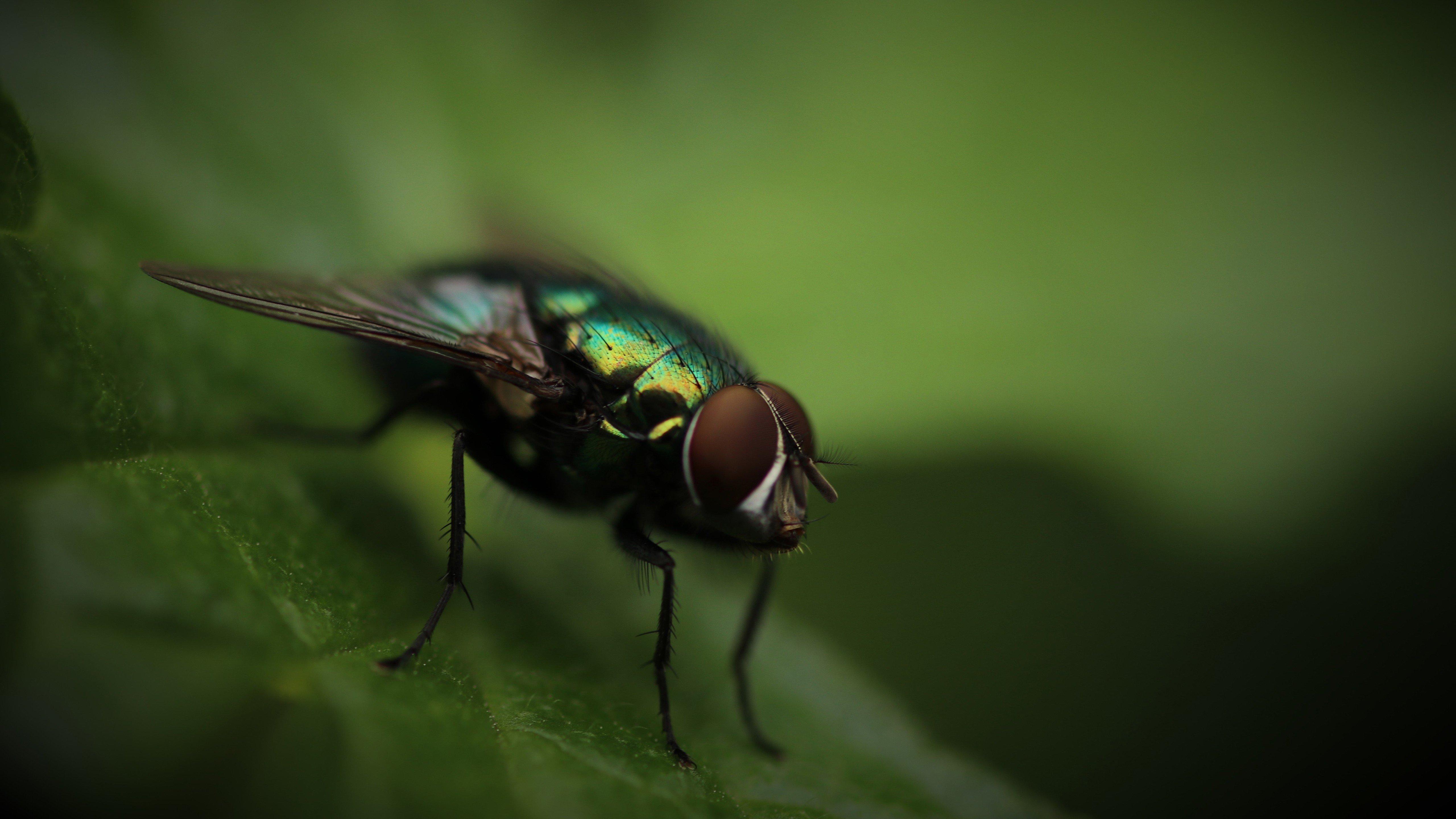 photography fly macro green bug insect blurred wallpaper