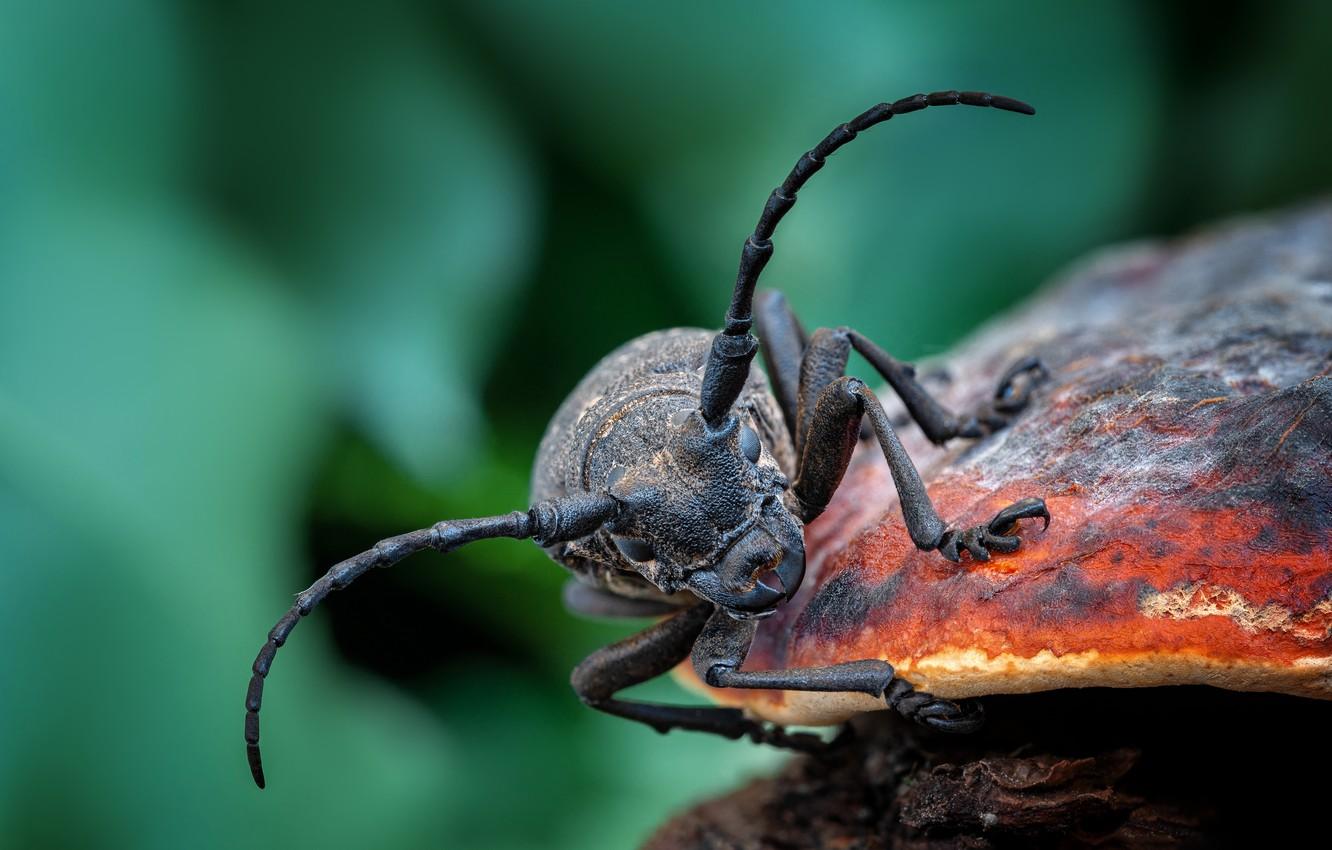 Wallpaper mushroom, Beetle, insect image for desktop