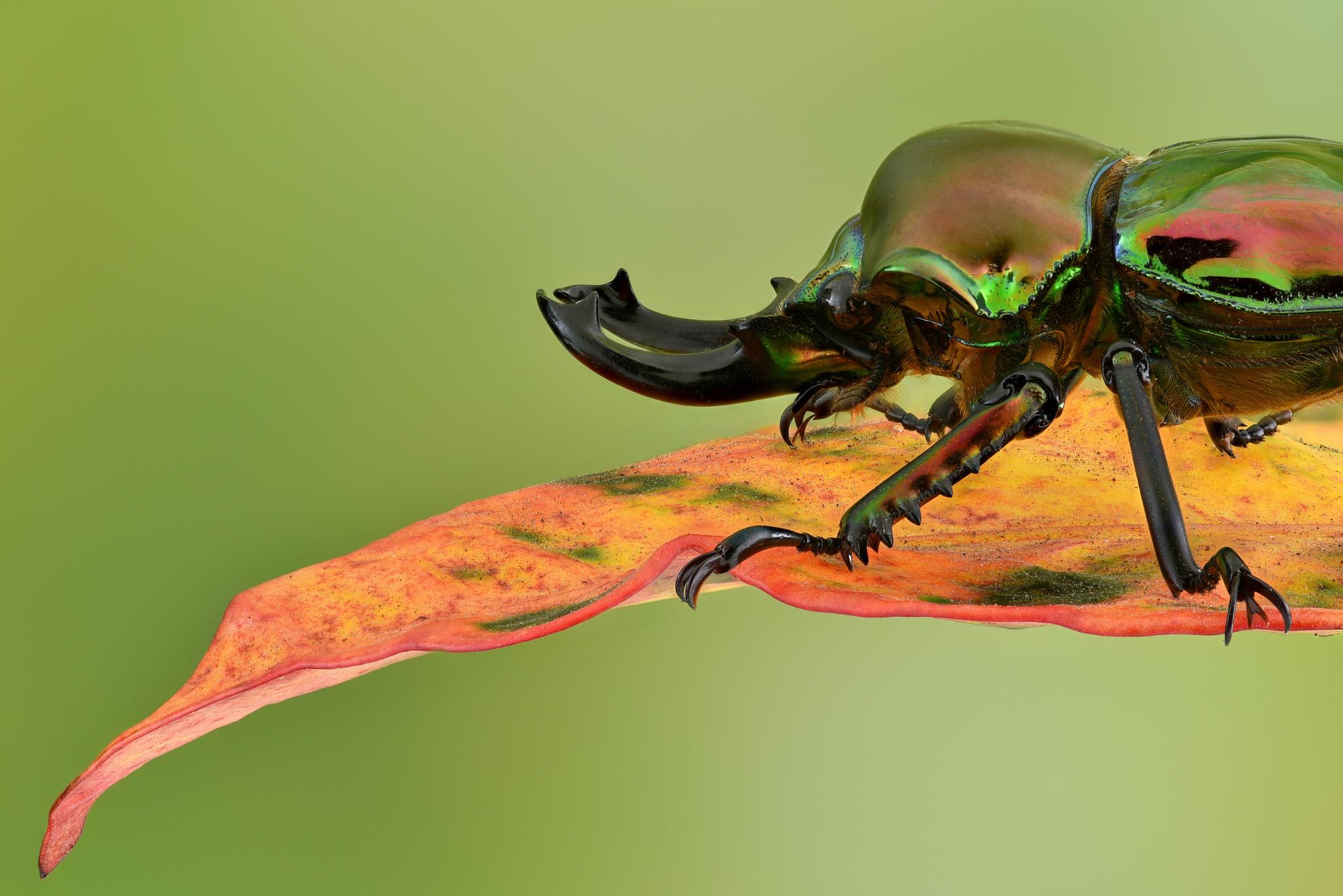 Rainbow Stag Beetle, (Phalacrognathus muelleri) HD Wallpaper