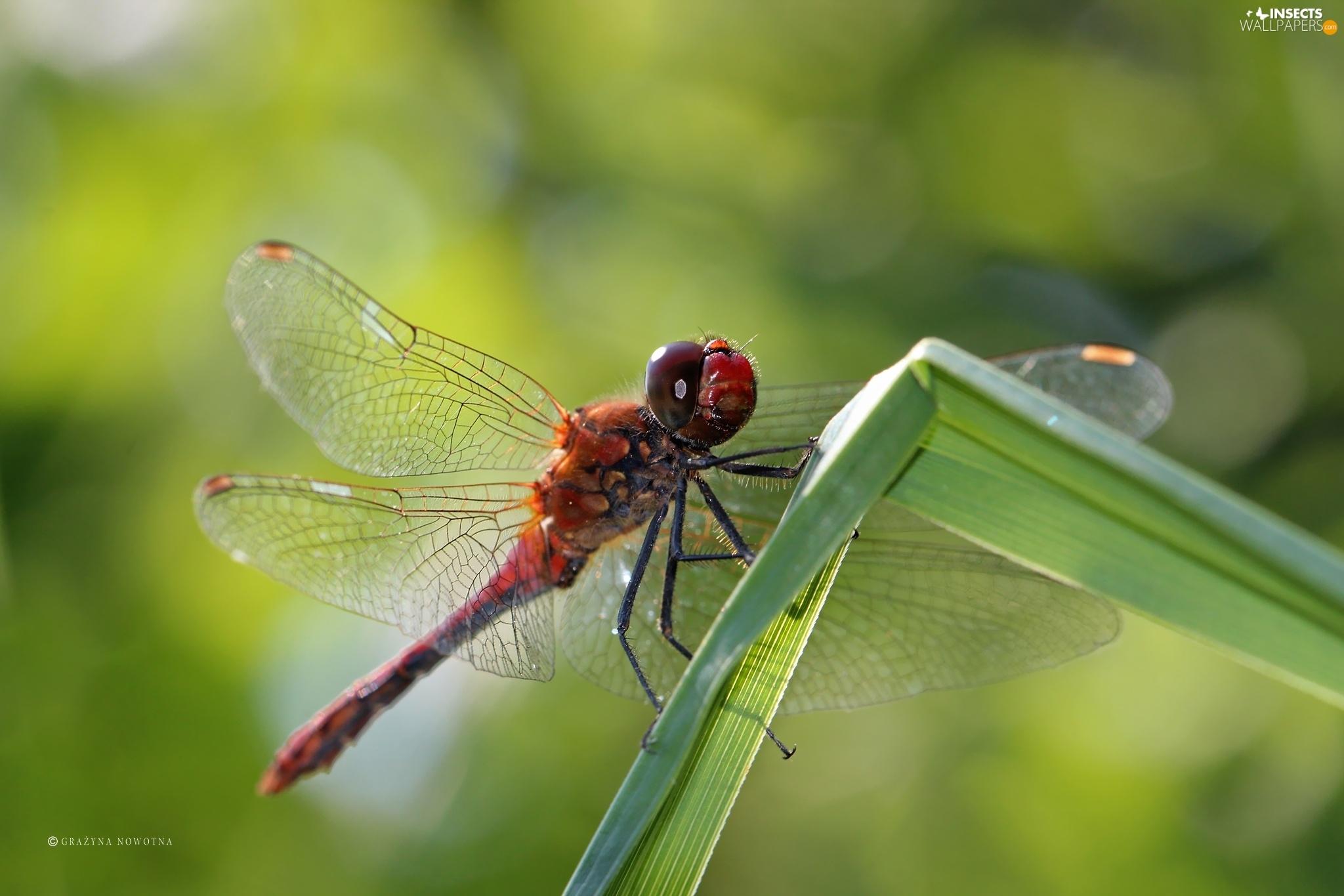 Free download Red Insect dragon fly Insects wallpaper