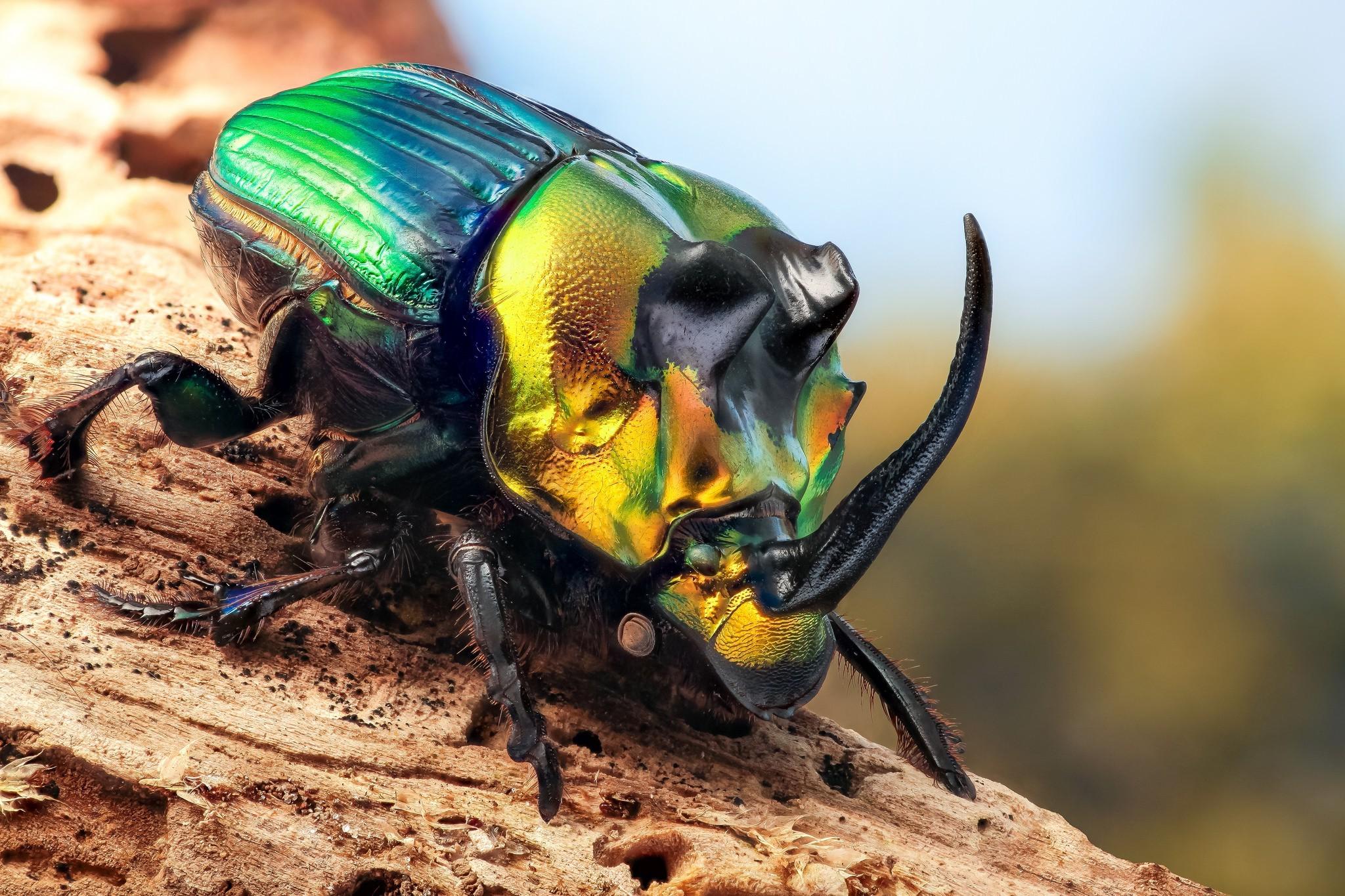 animals insect beetles macro wallpaper and background