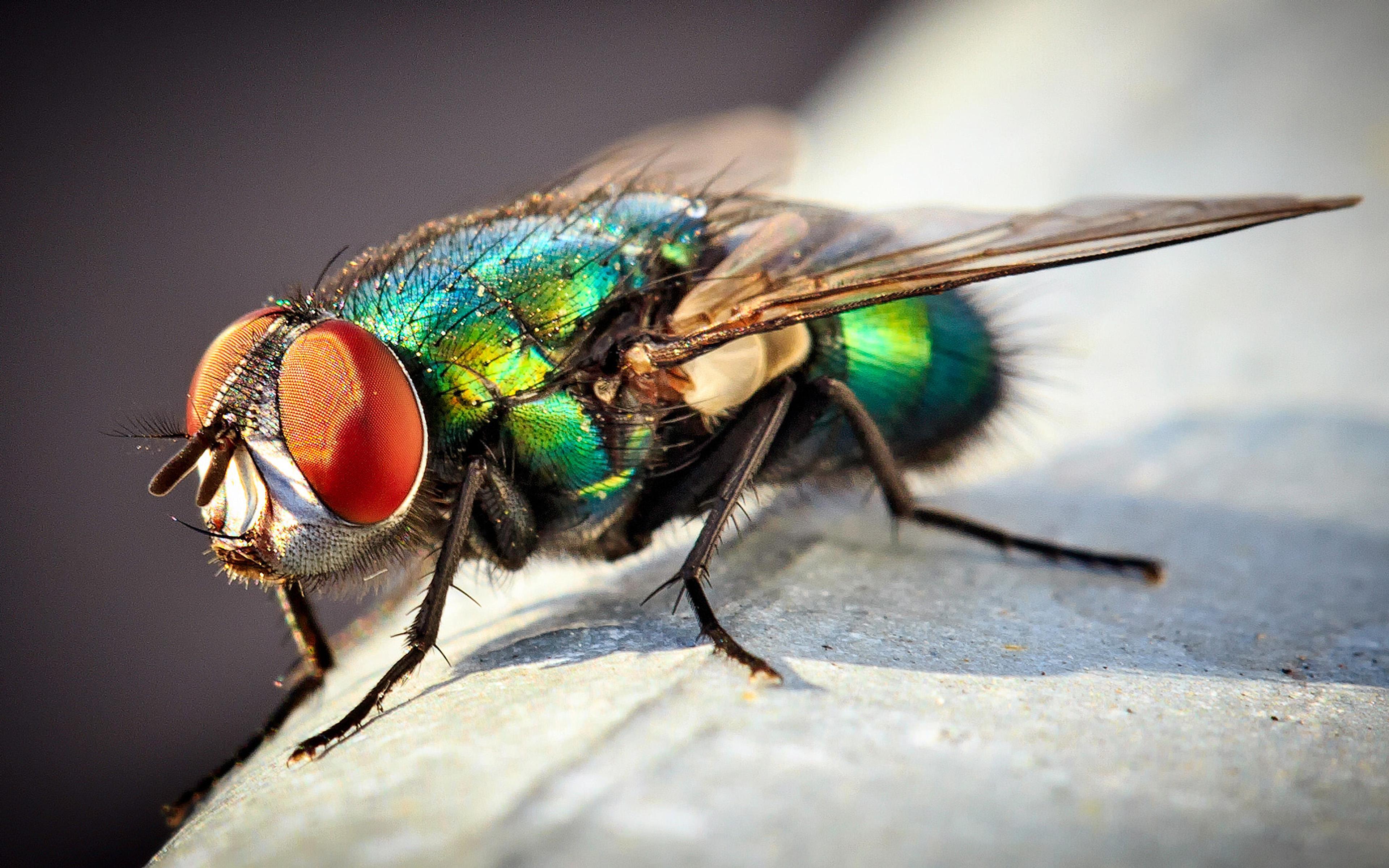 Insect Common Green Bottle Fly Macro Photo Desktop