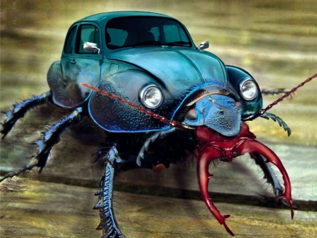 Beetle Bug Wallpaper. Beetle bug, Photohopped animals, Beetle