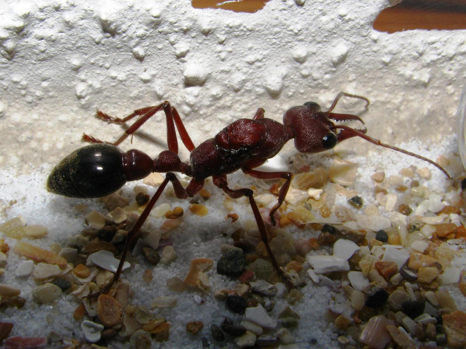 Ants Wallpaper