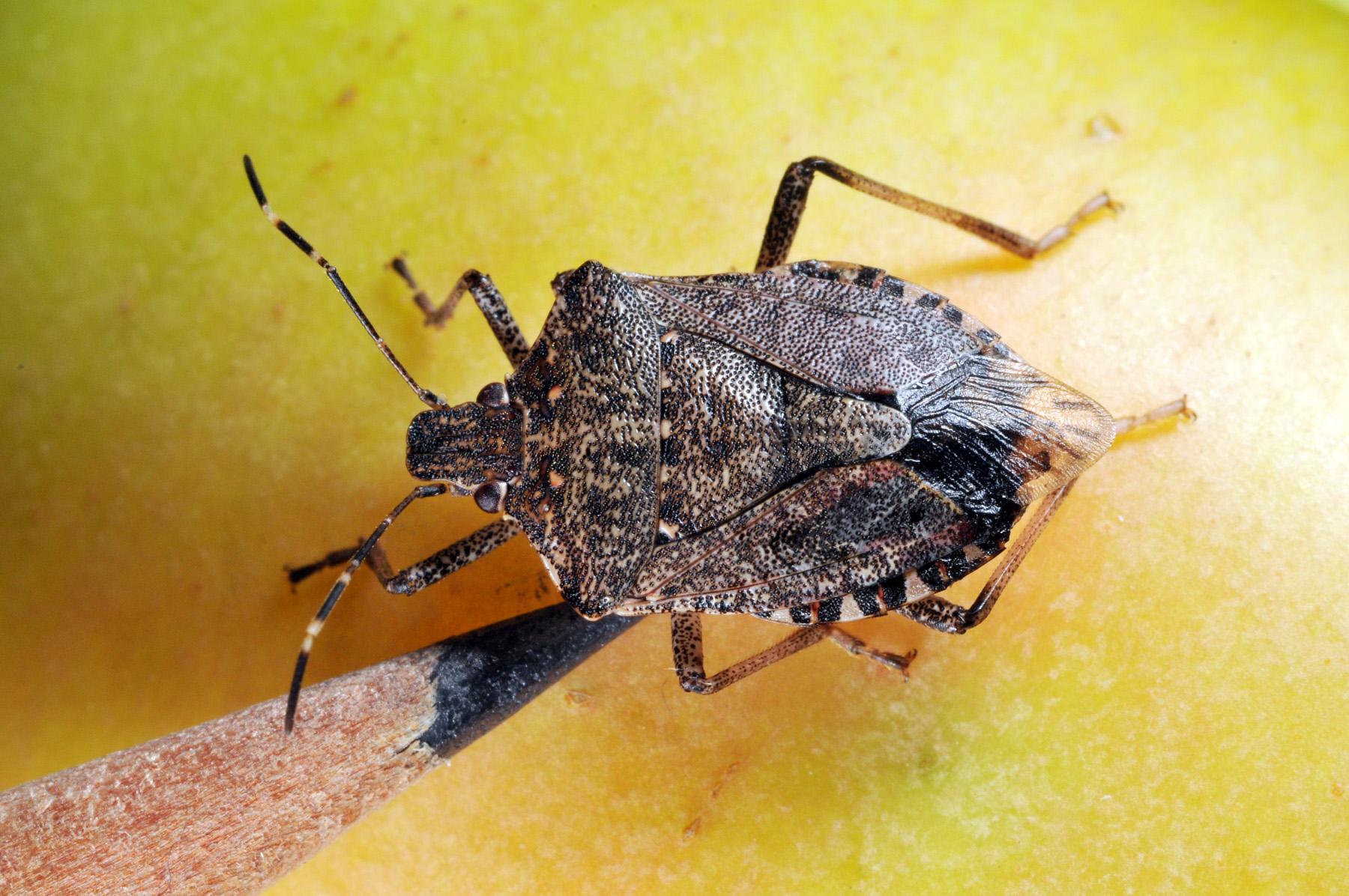 Stink Bugs Control and Extermination
