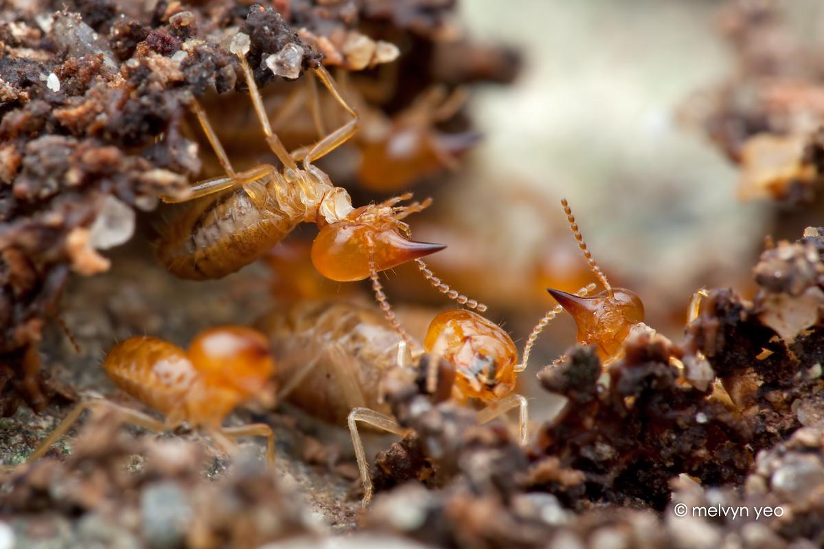 Termite Wallpaper. Termite