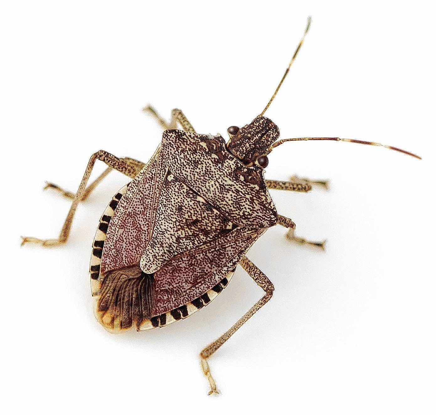 Stink Bug wallpaper, Animal, HQ Stink Bug pictureK