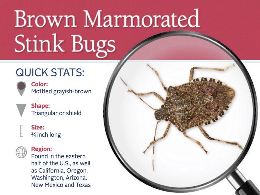 HOW TO GET RID OF BROWN MARMORATED STINK BUG