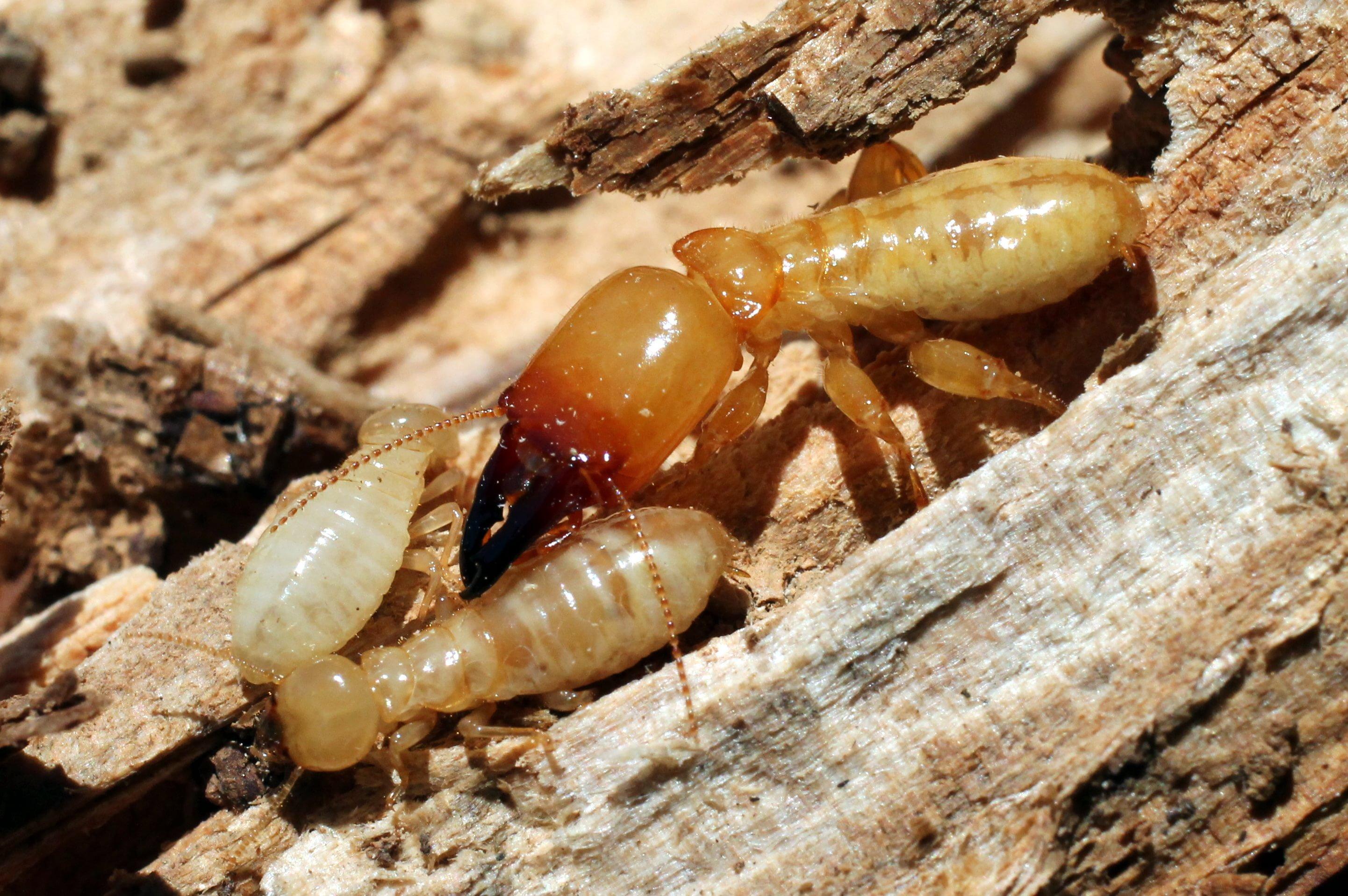 Termites Wallpaper High Quality