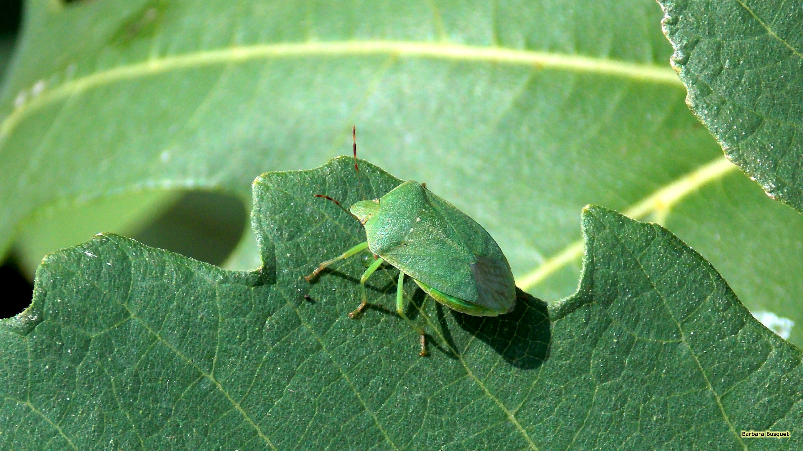 Green shield bug on a leaf HD Wallpaper