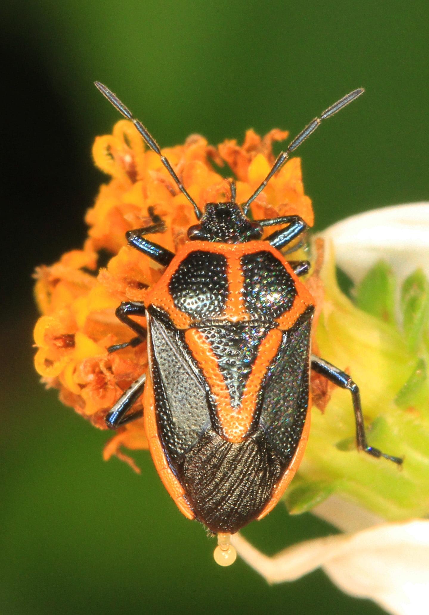 Orange and black insect, stink bug, slough, florida HD