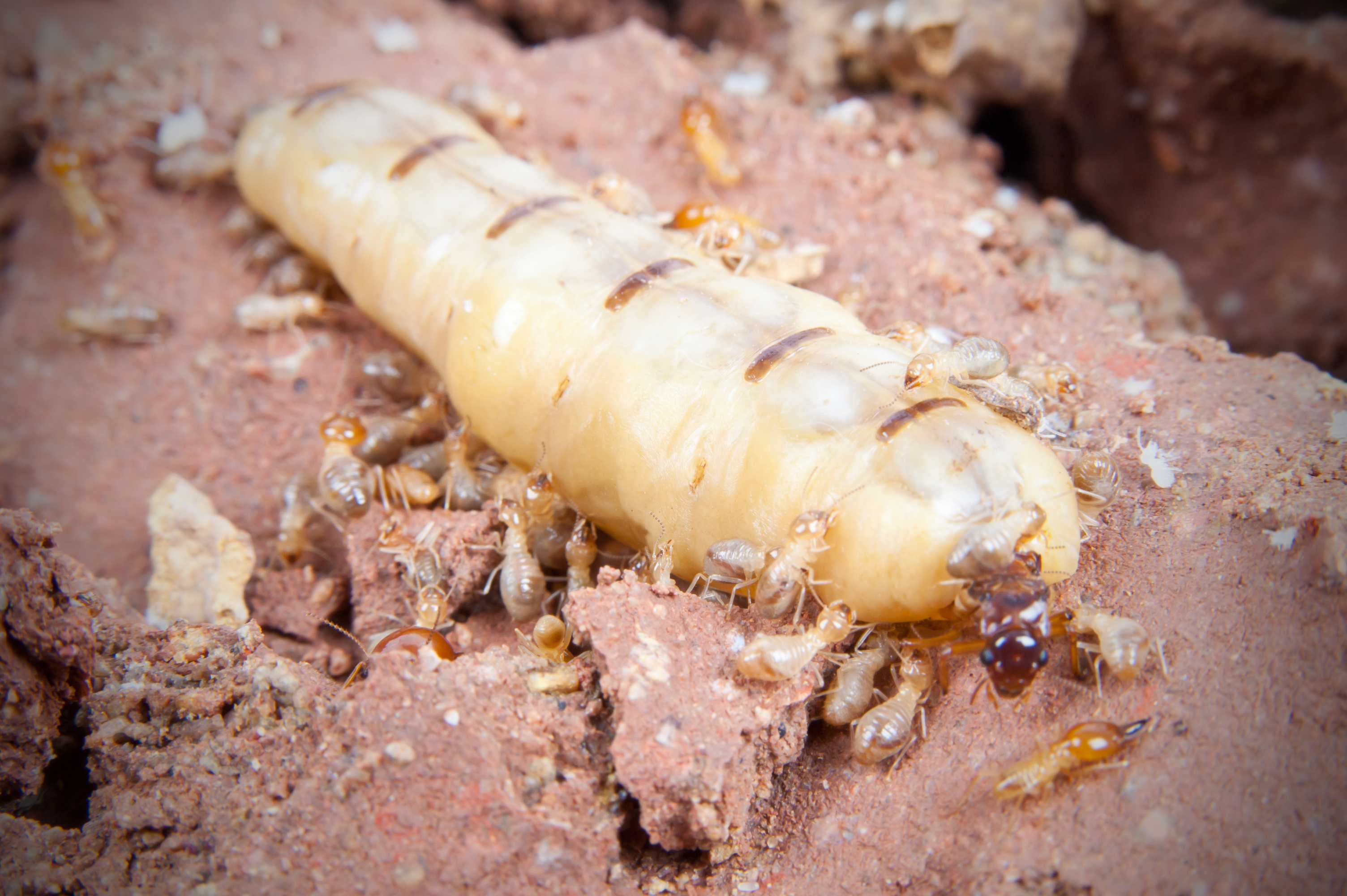 Termites Wallpaper High Quality