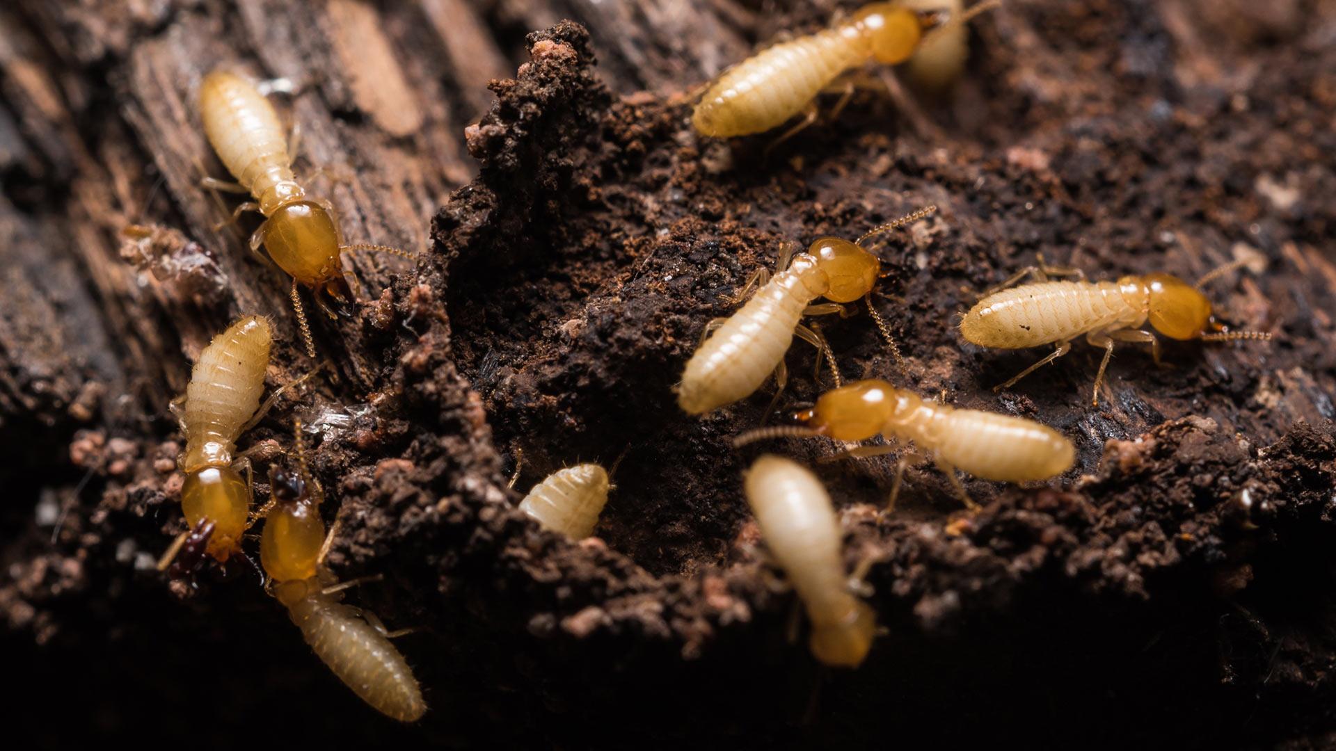 20% of NJ Homeowners Will Have Termites this Year. Allison