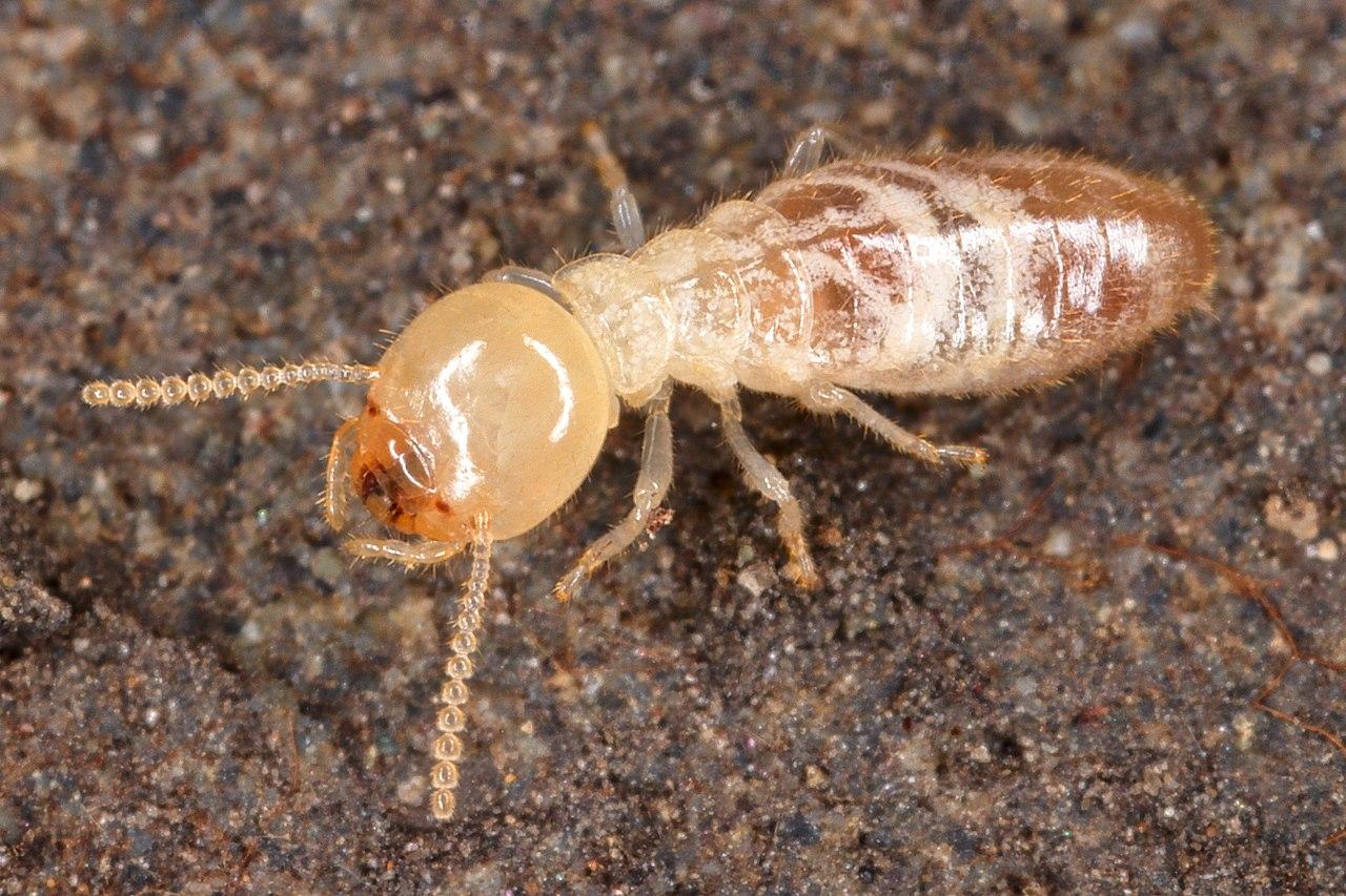 Why Do Termites Follow Ink Trails?