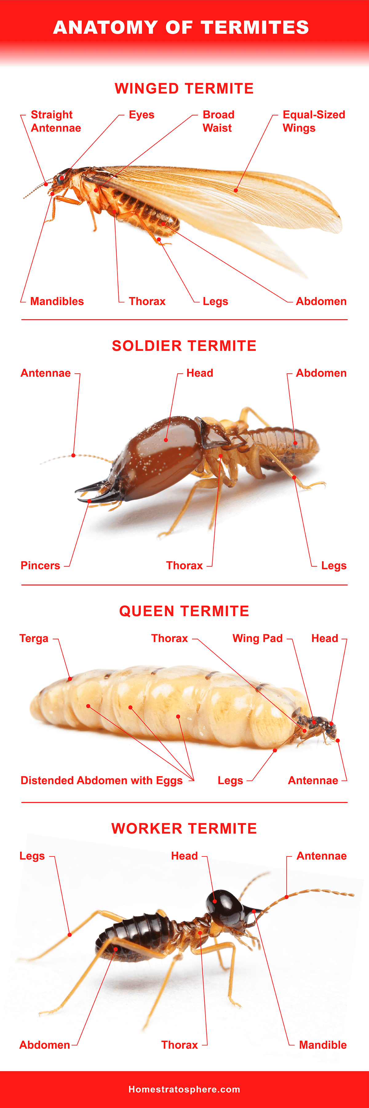 Different Types of Termites Eating Houses All Over the World
