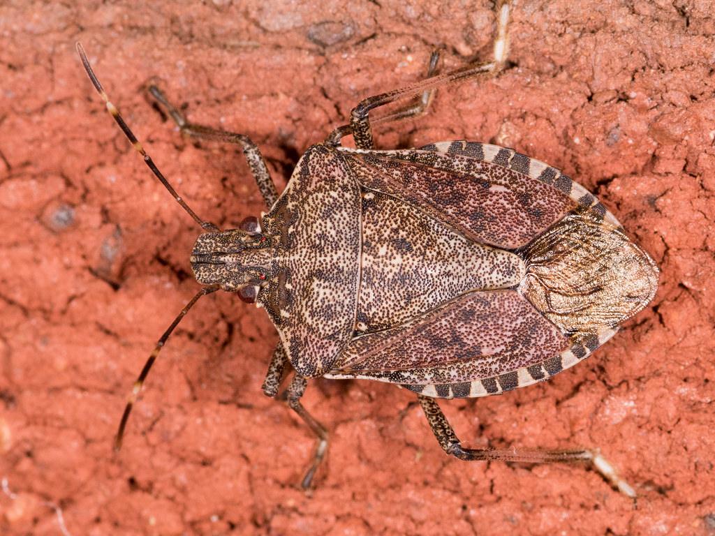 Maryland Biodiversity Project Marmorated Stink Bug