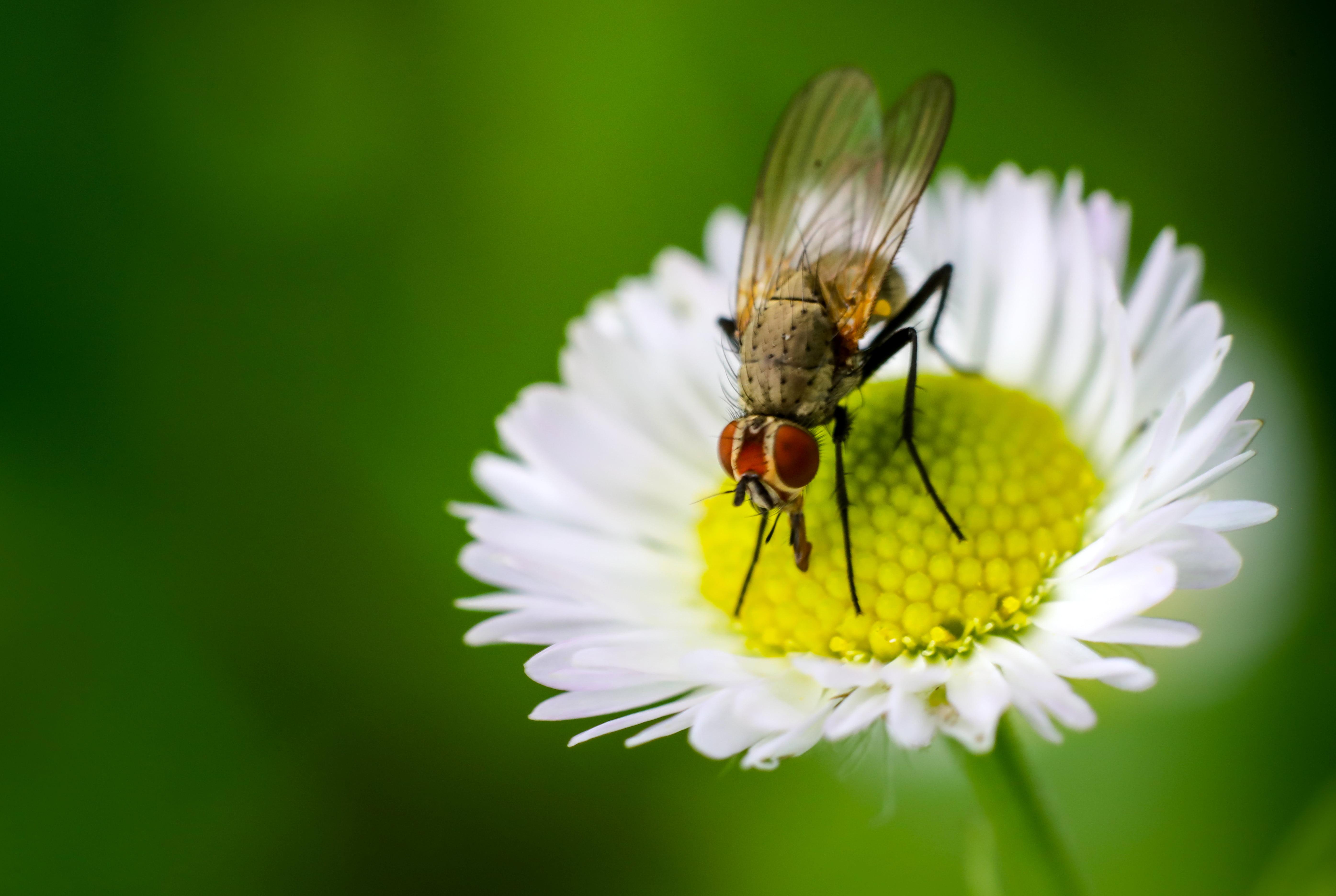 Common Housefly On A White Petaled Flower Macro Photo HD
