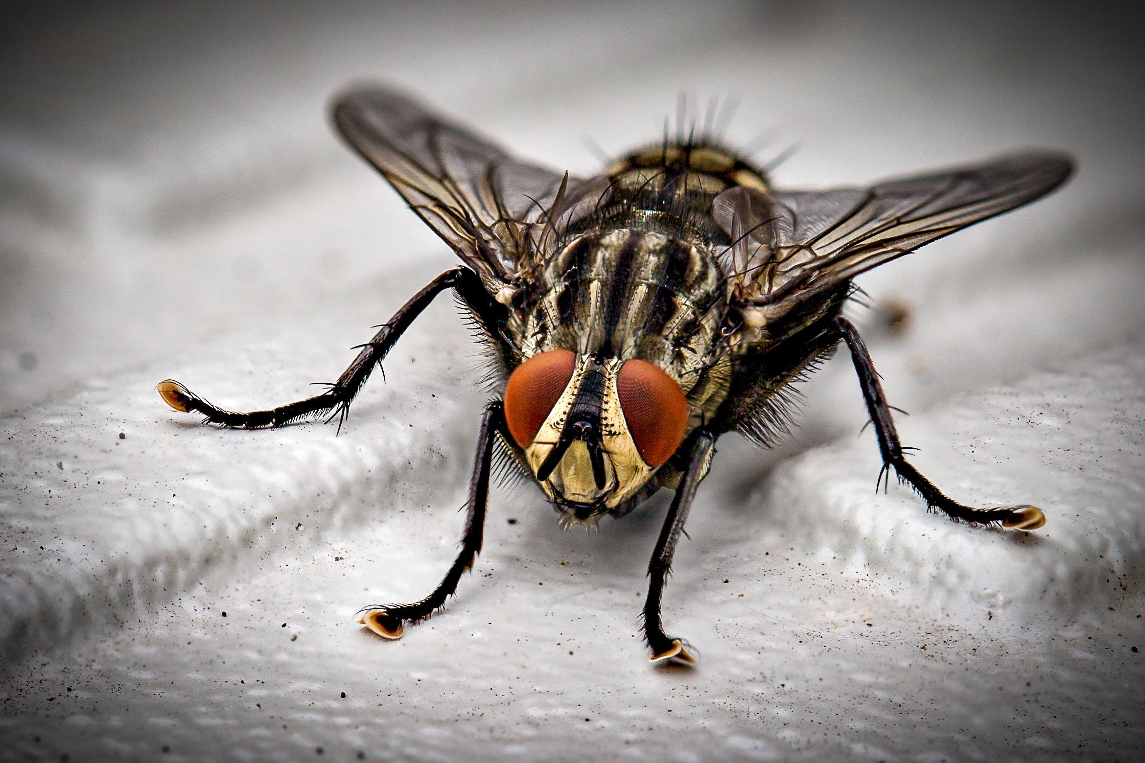 Housefly Wallpapers Wallpaper Cave