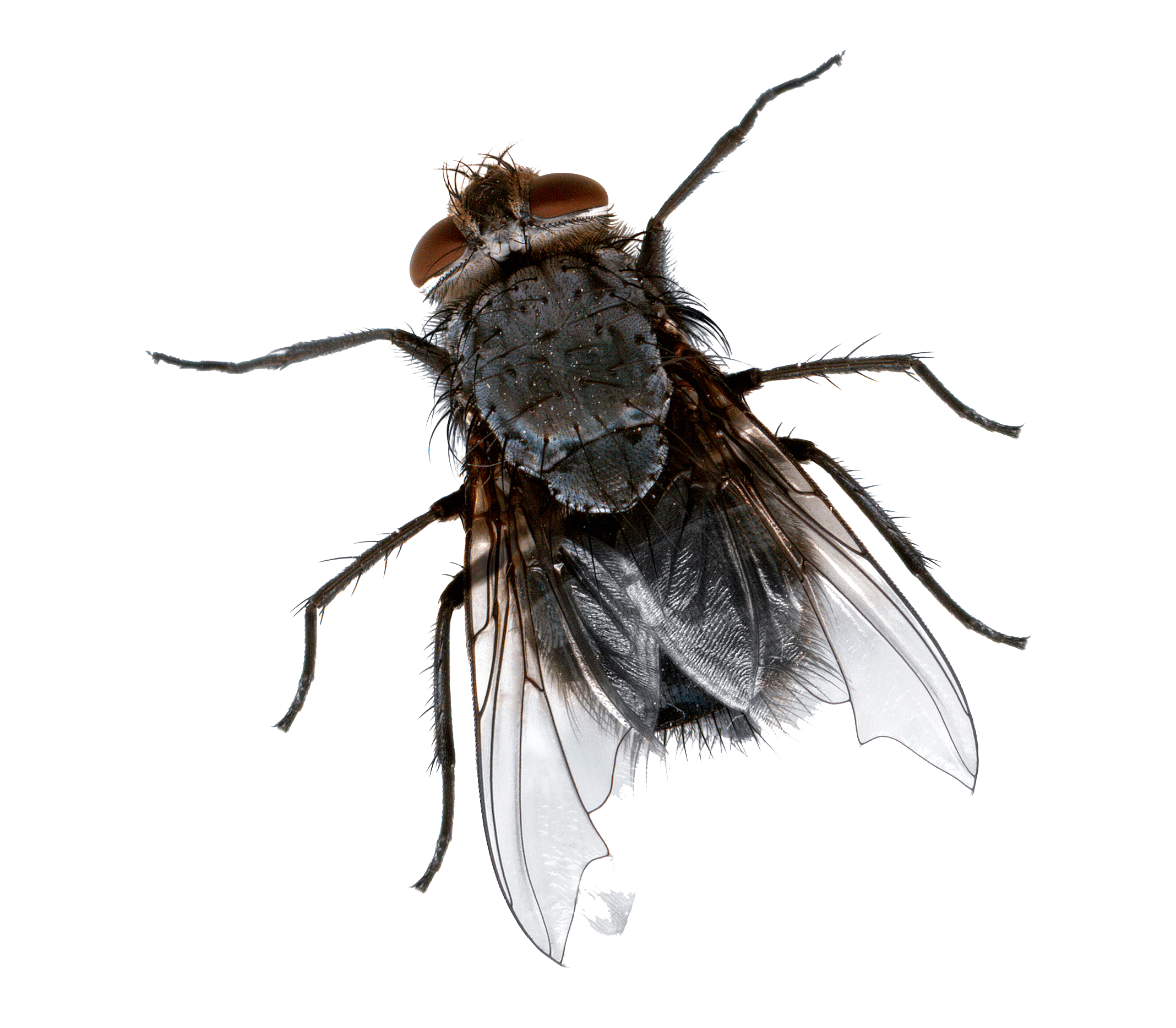 Dead fly png, Picture house fly png