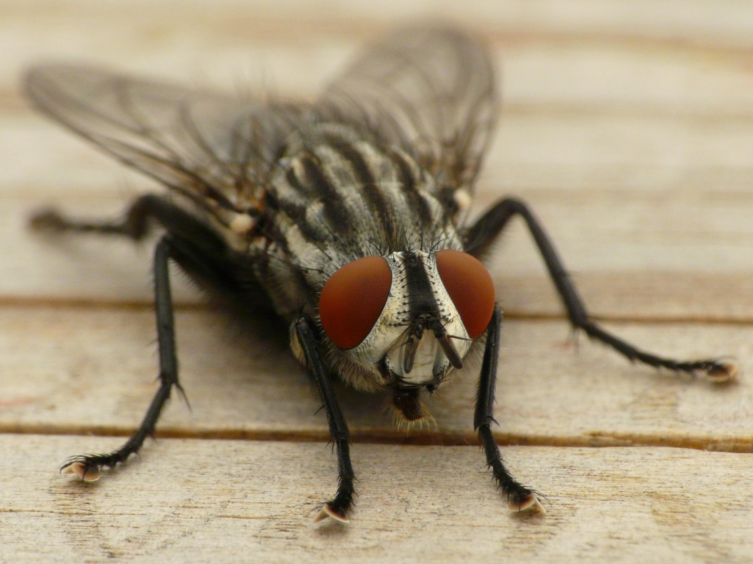 House Fly On Wood Board Panel Close Up Photo HD Wallpaper