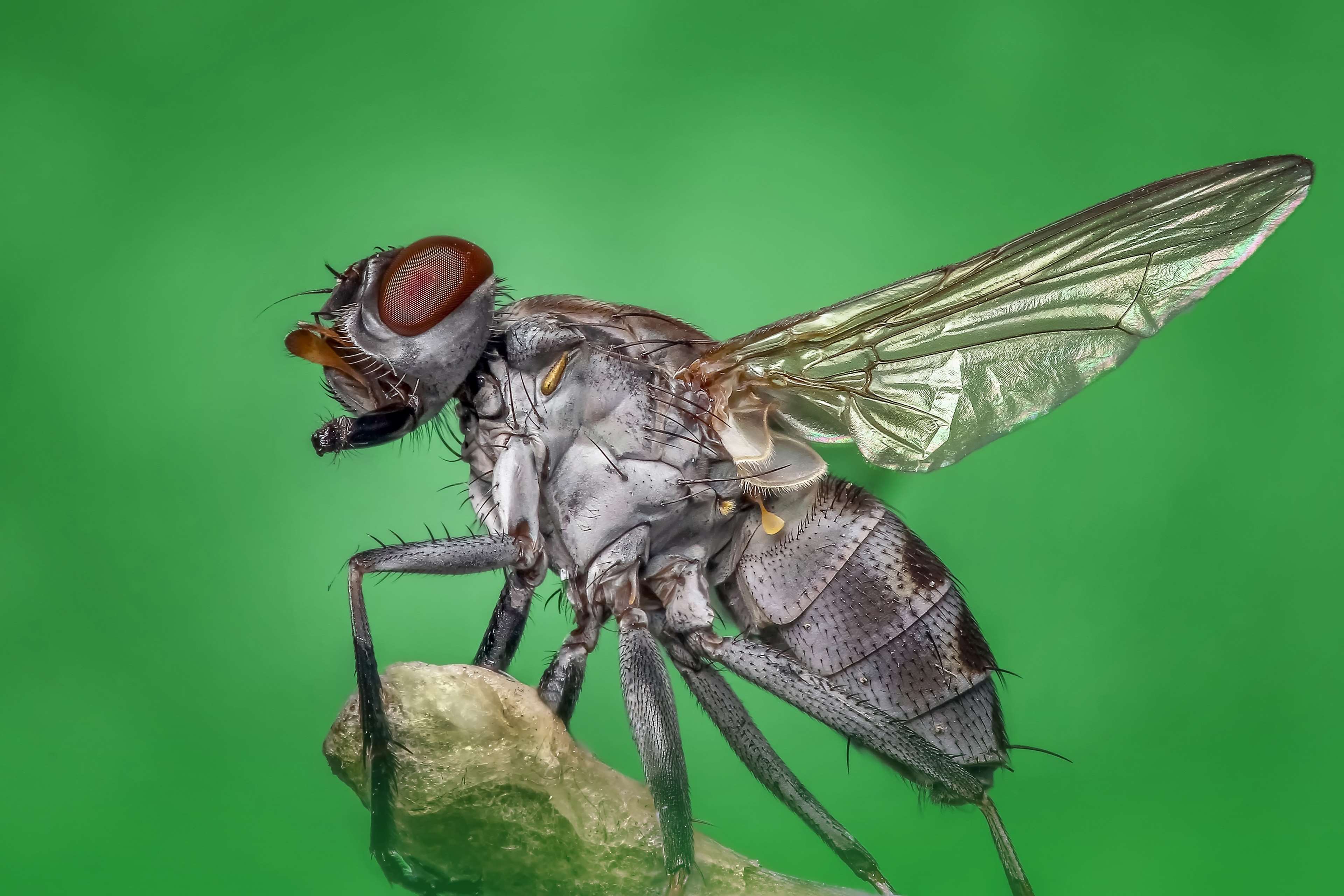 body, bug, eye, fly, housefly, insect, macro, magnification