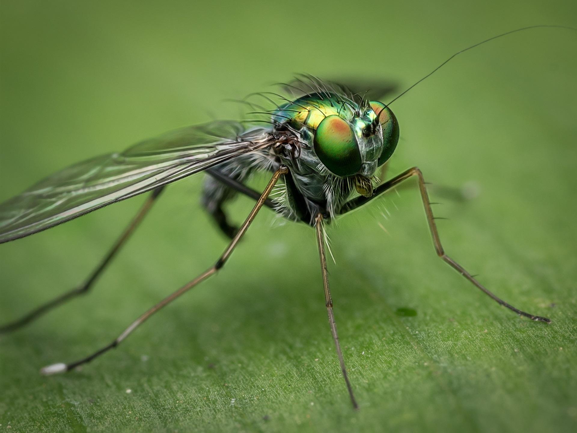Wallpaper Insect Close Up, Housefly, Eyes, Wings 1920x1440