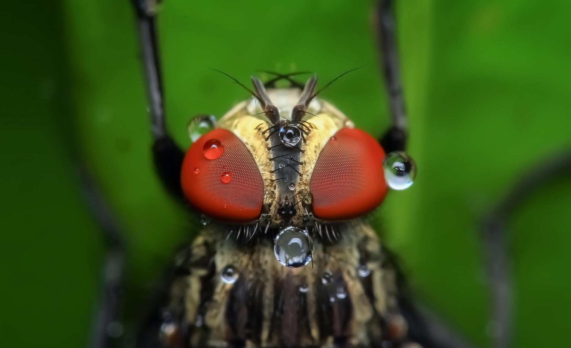 Housefly with Red Eyes