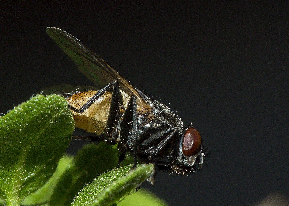 House Fly Macro With Sharp Detail. Insect photography